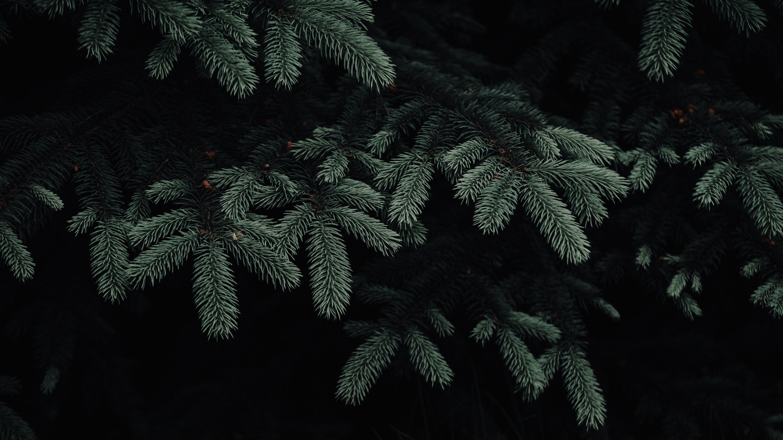 Фотограф Новосибирск I Дамдинов Бато