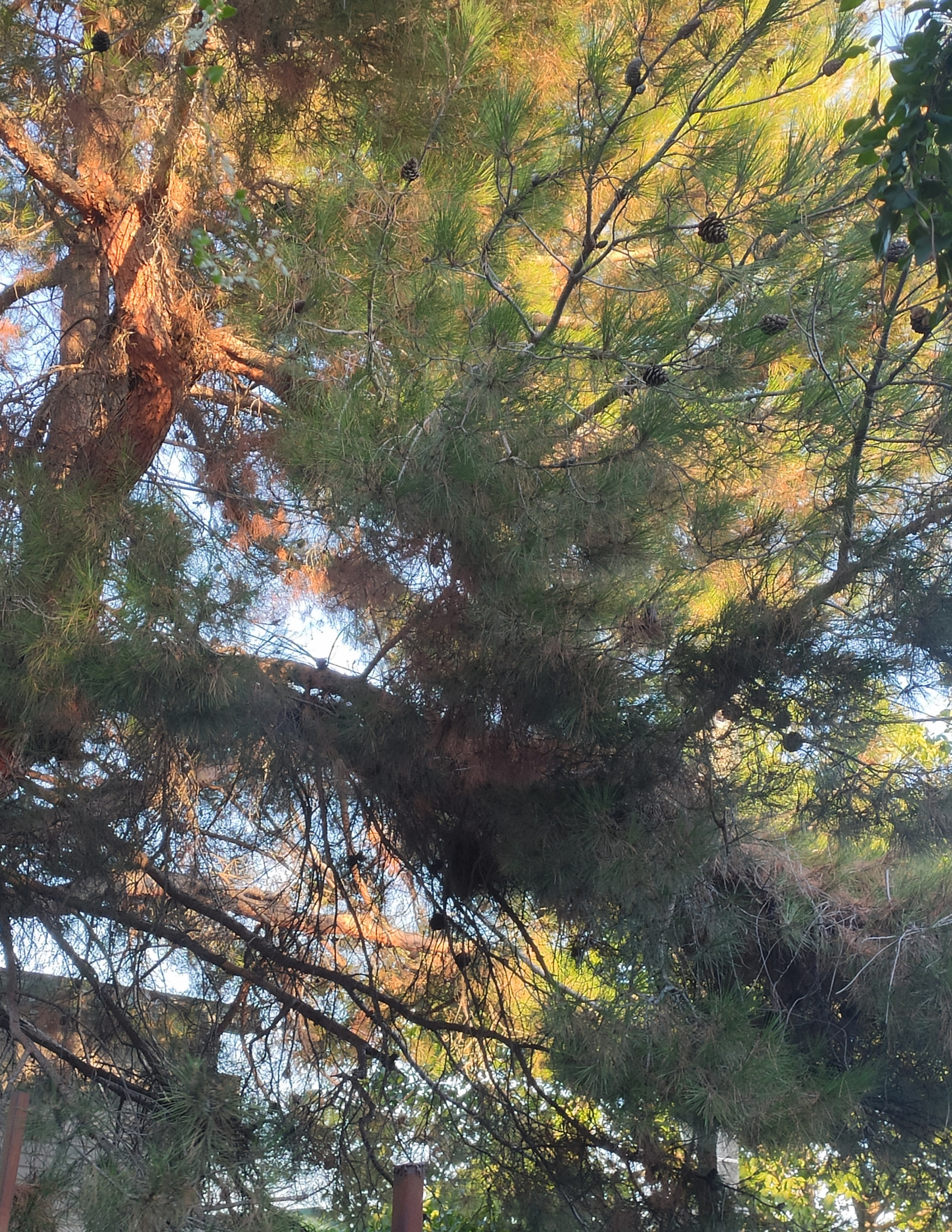 КИПАРИС. Отдых на побережье Чёрного моря