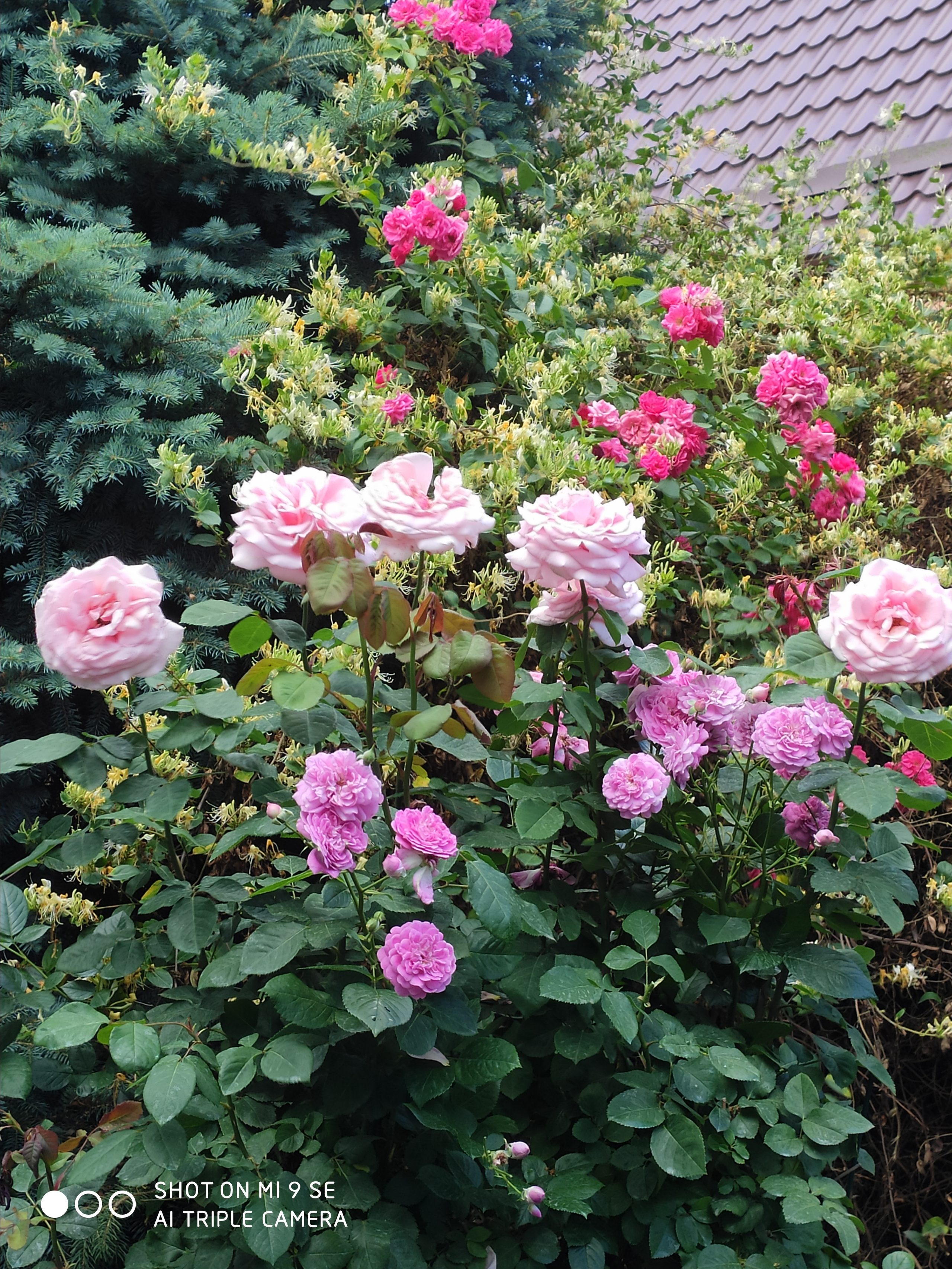 КИПАРИС. Отдых на побережье Чёрного моря