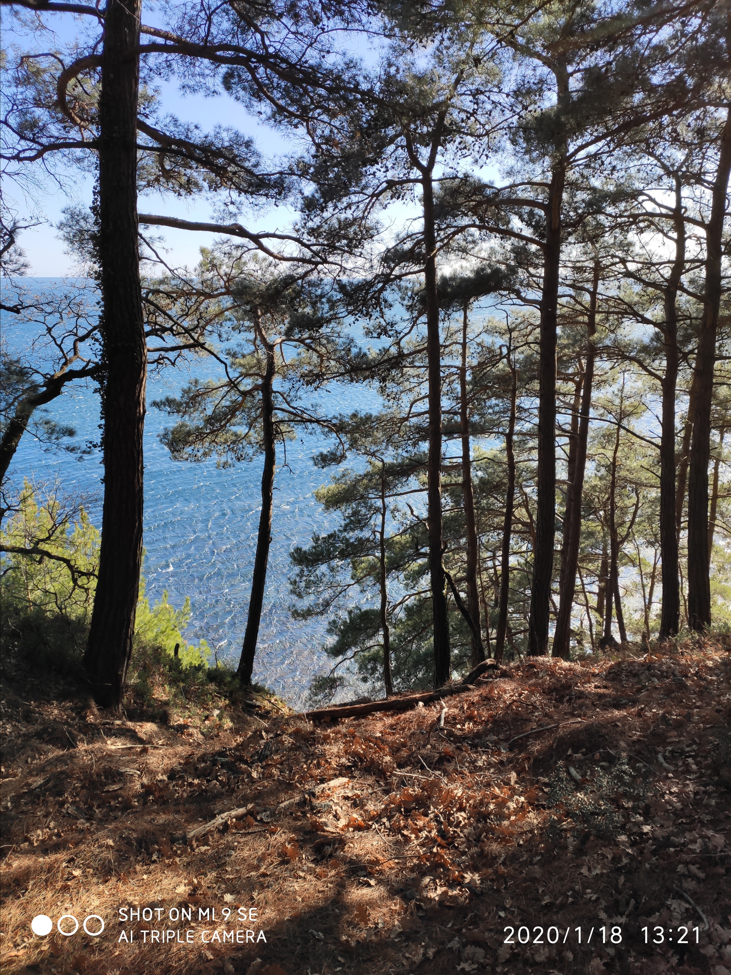 Хвойные леса Бетты