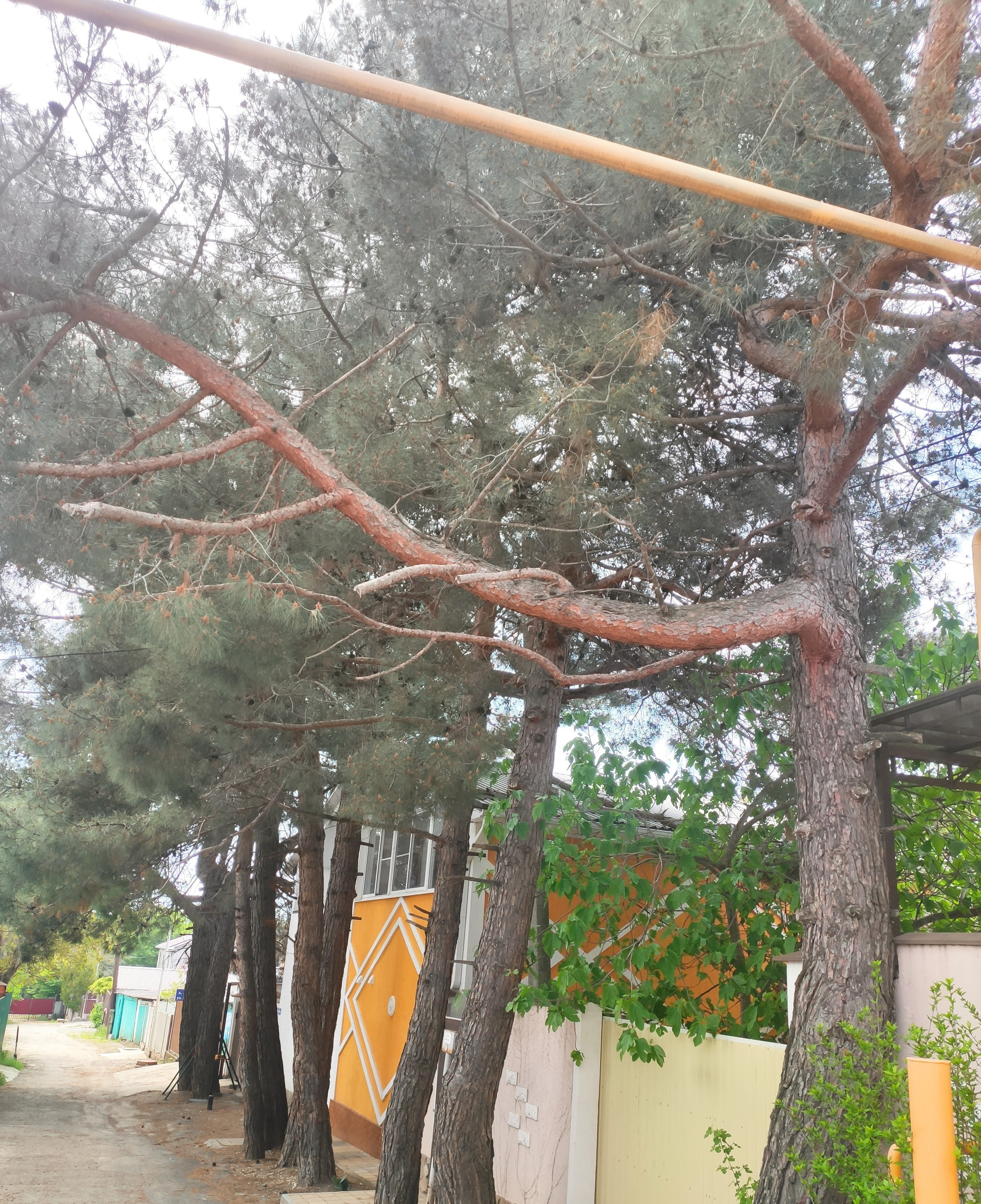 КИПАРИС. Отдых на побережье Чёрного моря