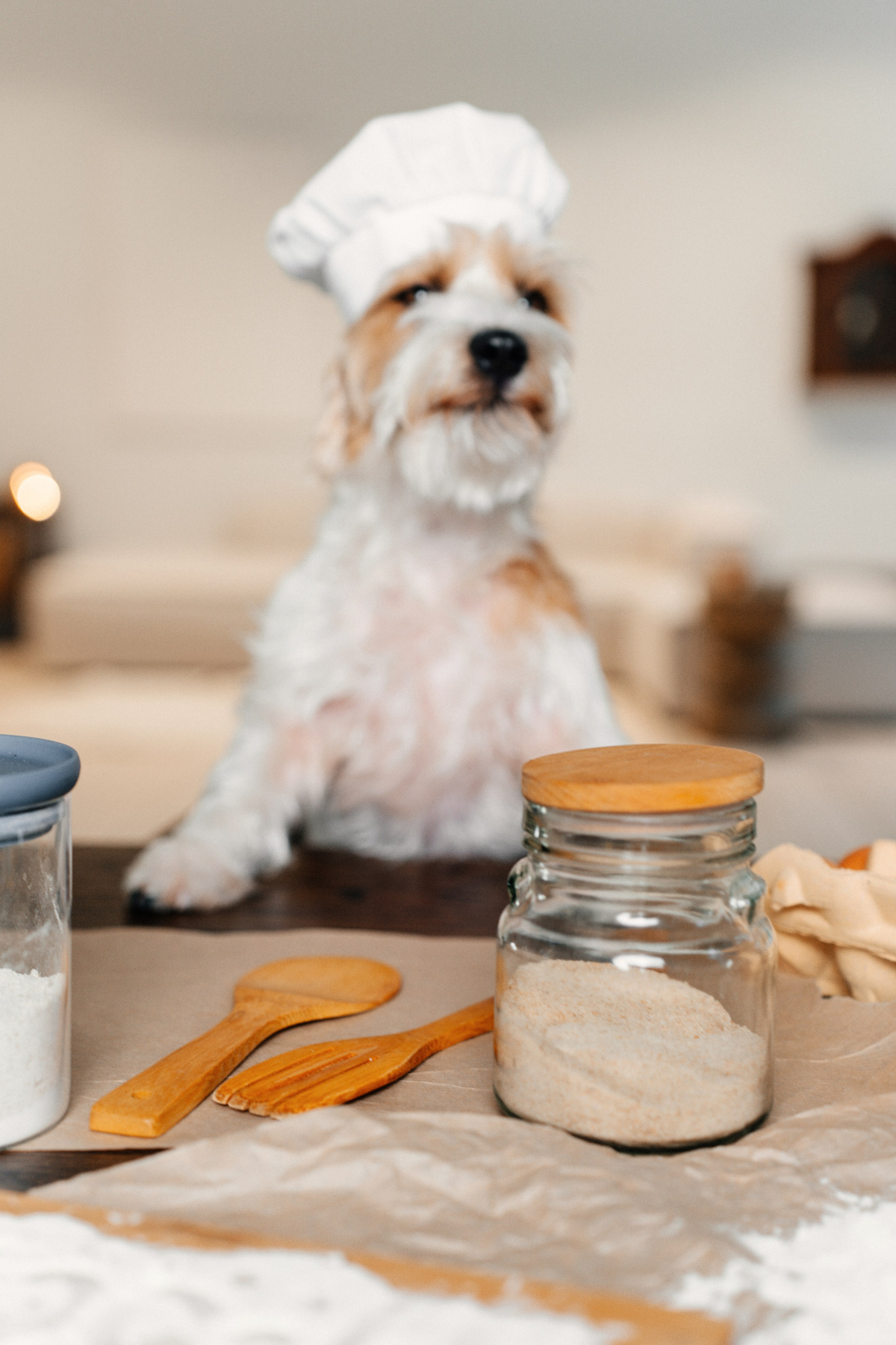 Красота хвостатых глазами хозяйки. Ваш семейный фотограф в Минске — Вика Трегубова