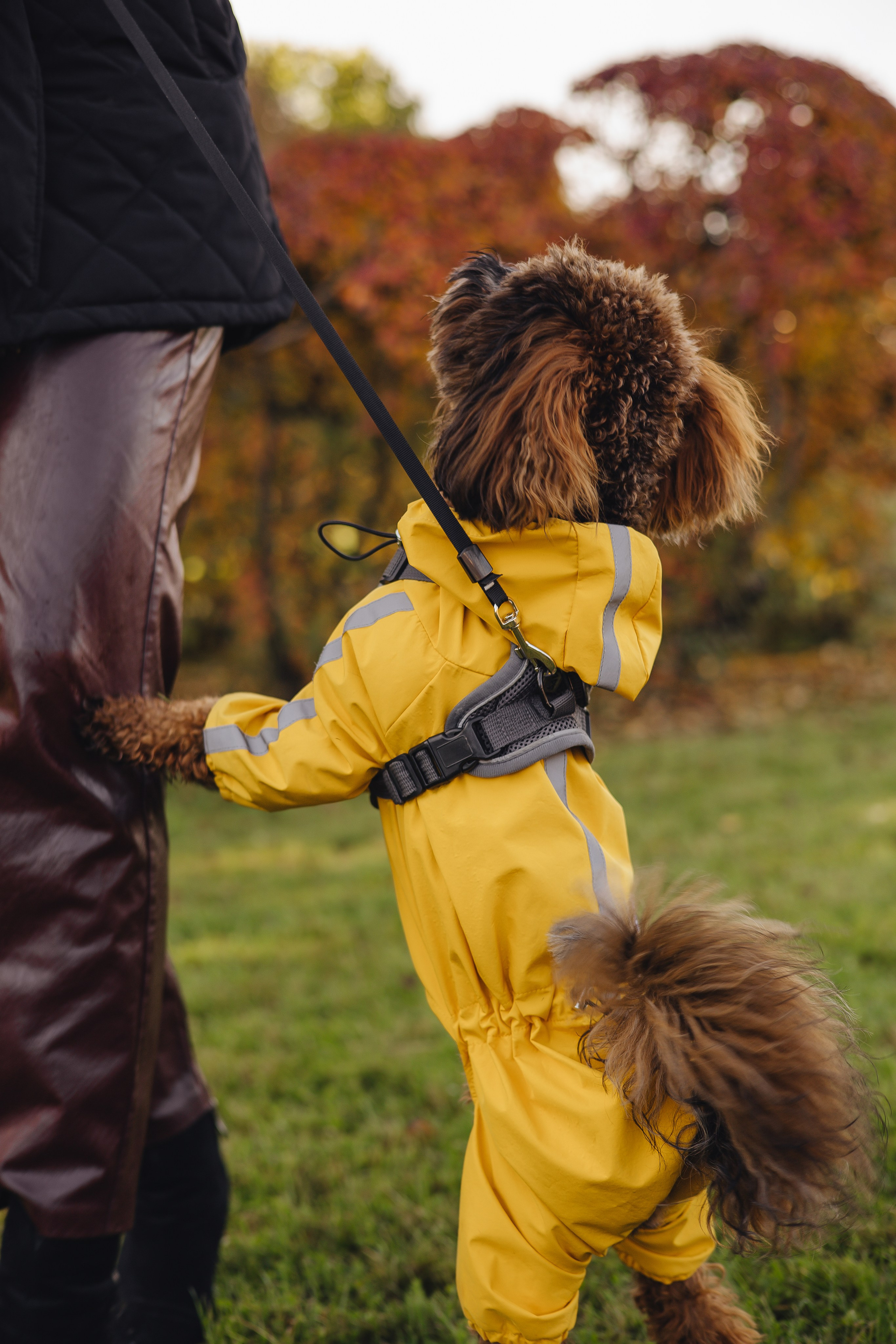 Летающая Мерси