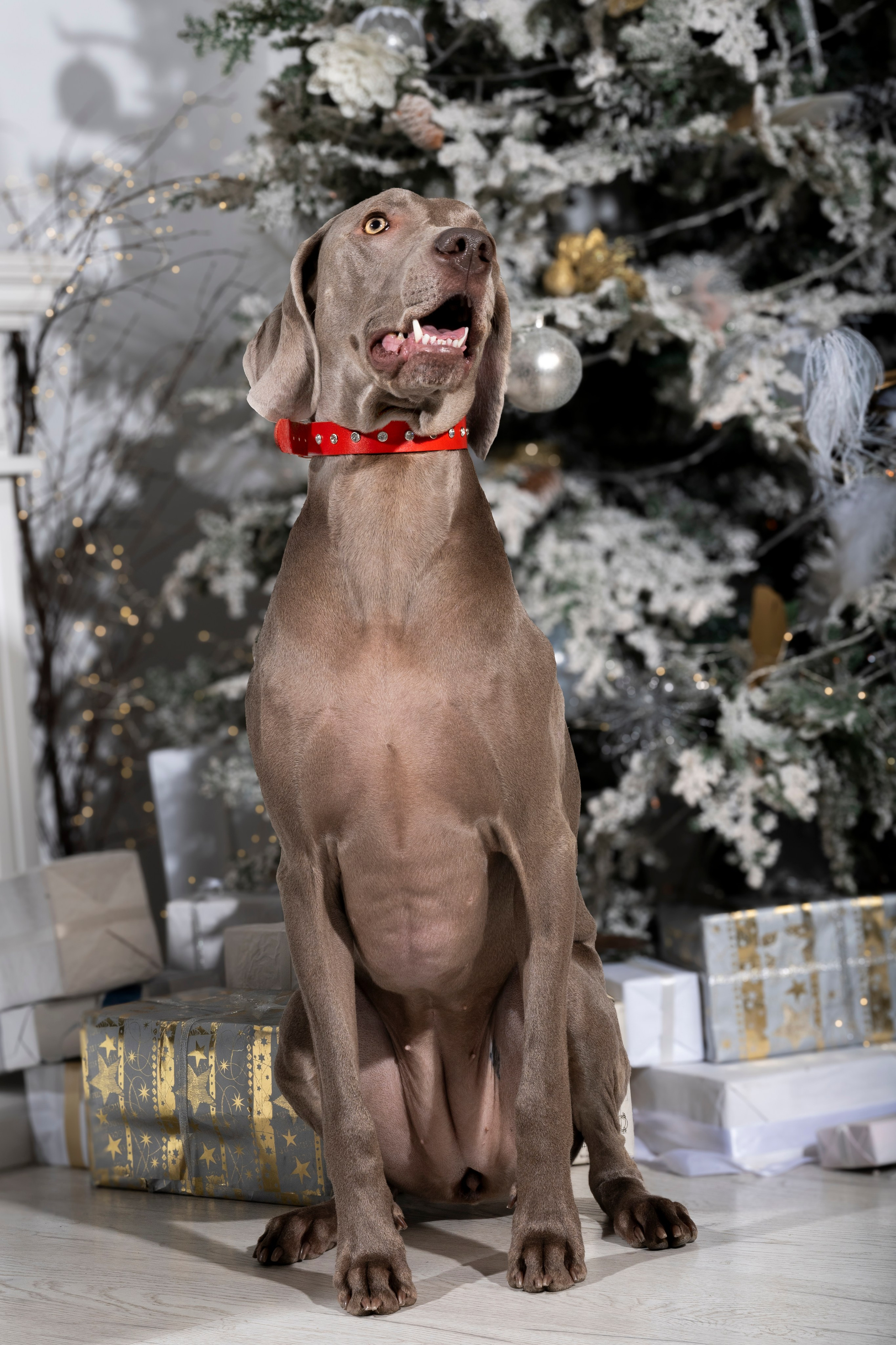 Рекламная фотосессия ошейников. Фотограф анималист в Санкт-Петербурге Таша Крейв