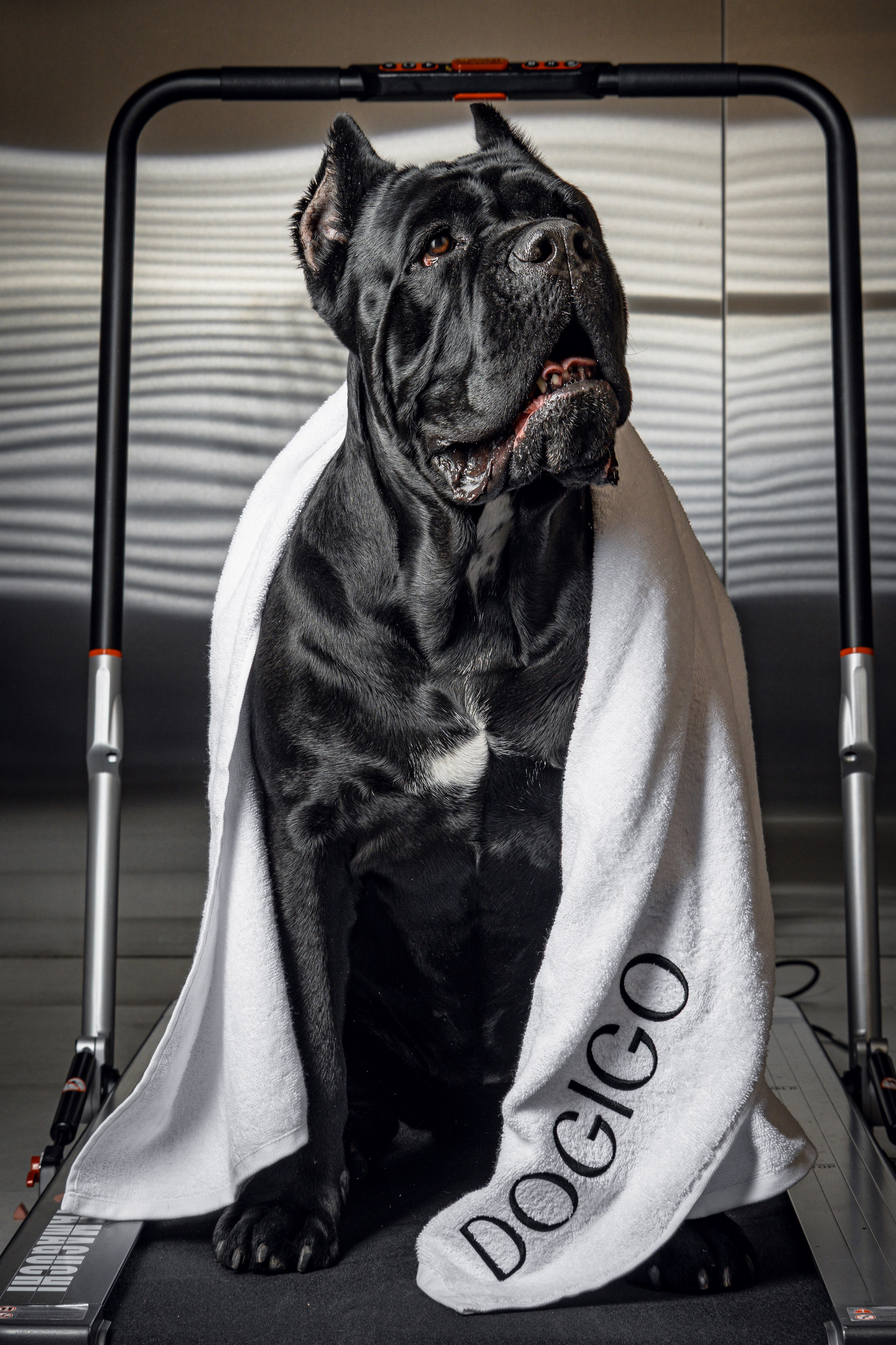 DOGIGO. Фотограф анималист в Санкт-Петербурге Таша Крейв