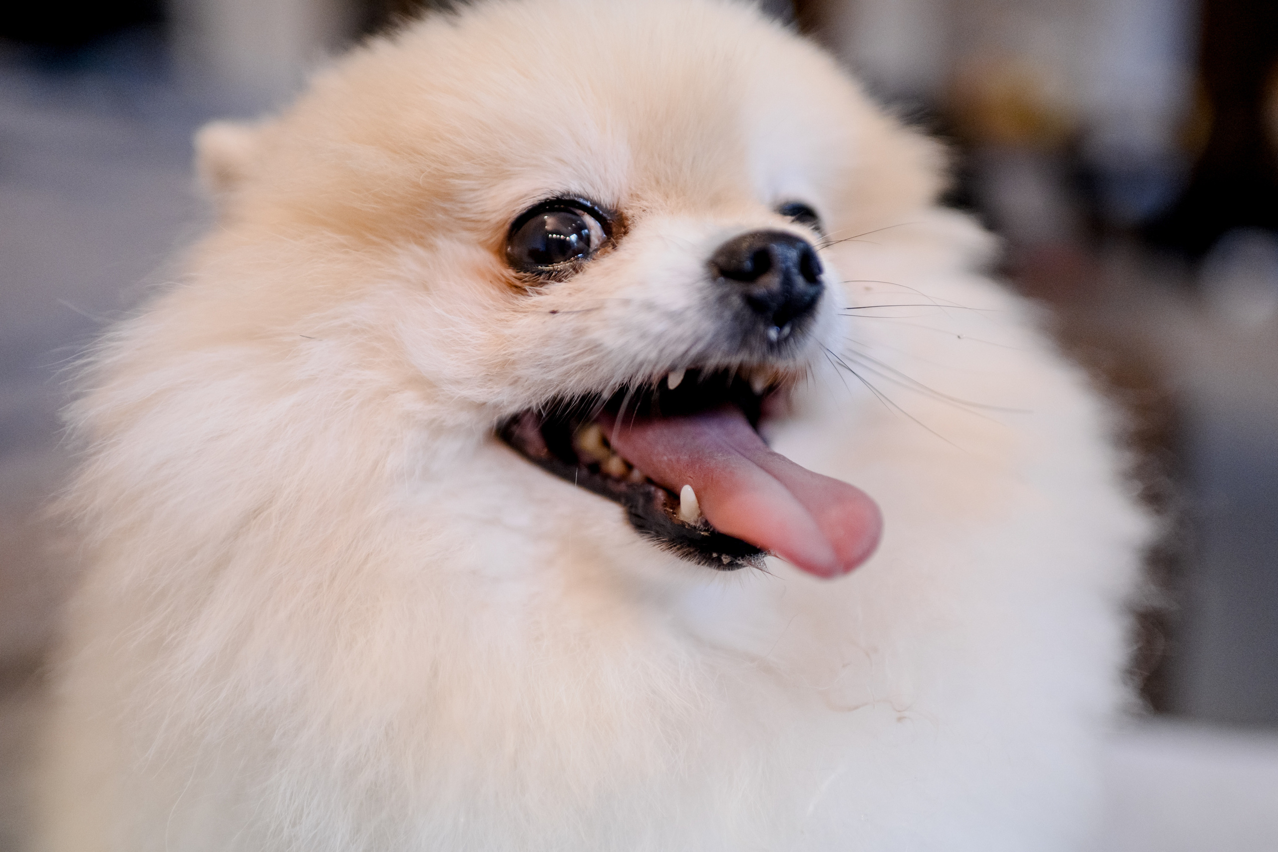 The KozLOVEs. Алина Посторонка