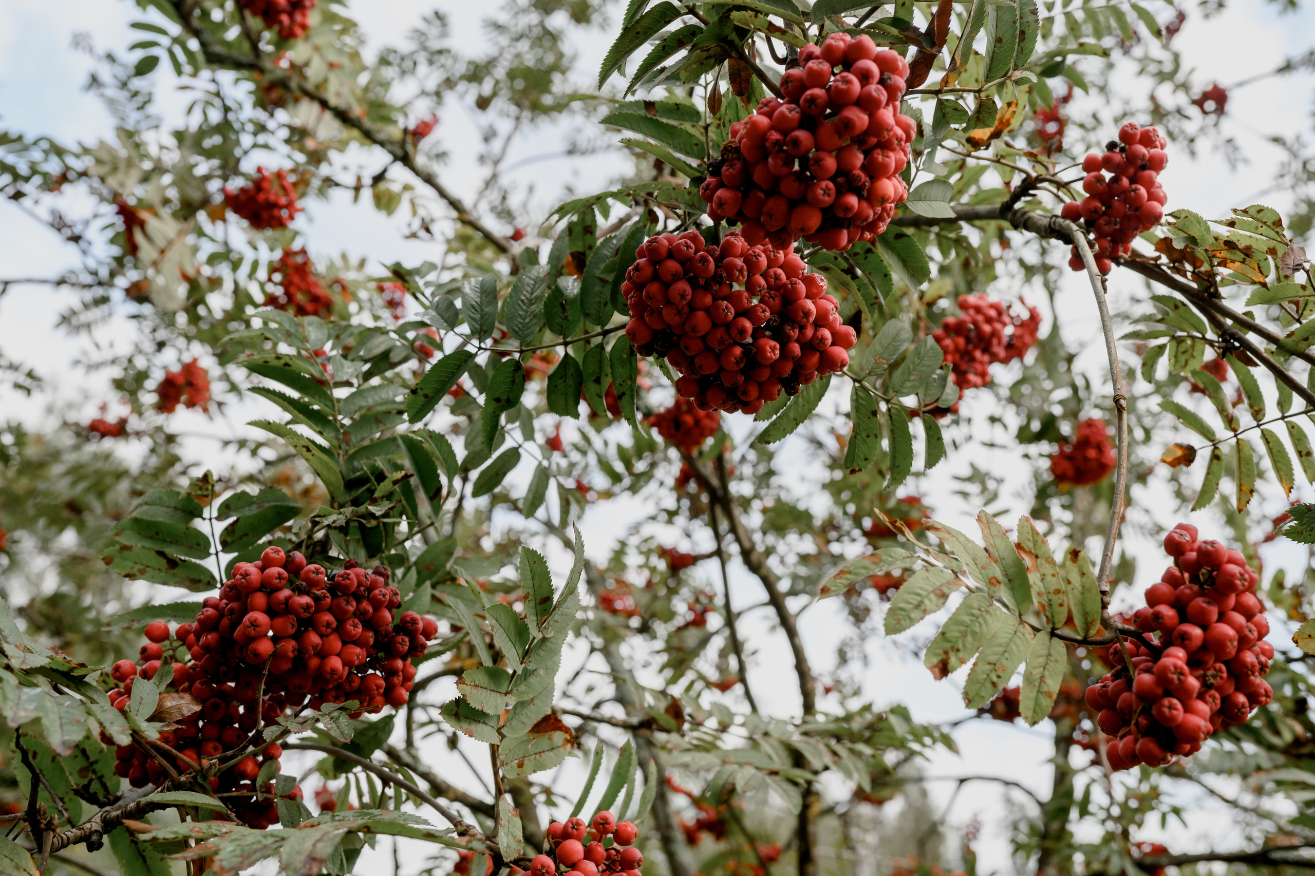 The KozLOVEs. Алина Посторонка