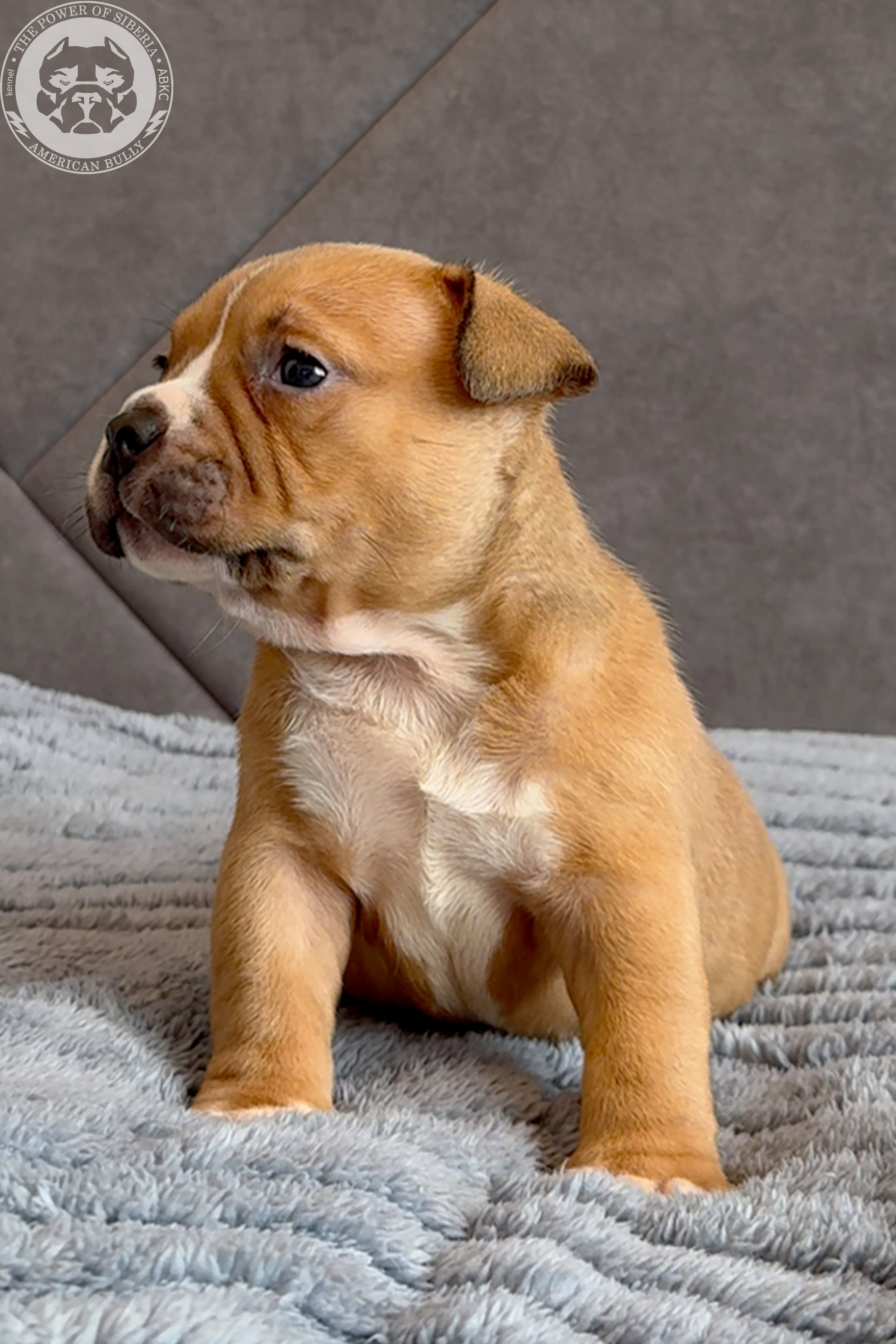 Свободные щенки Американский Булли, в типах покет, классик, стандарт. Американский Булли в г. Ростов-на-Дону. Питомник THE POWER OF SIBERIA