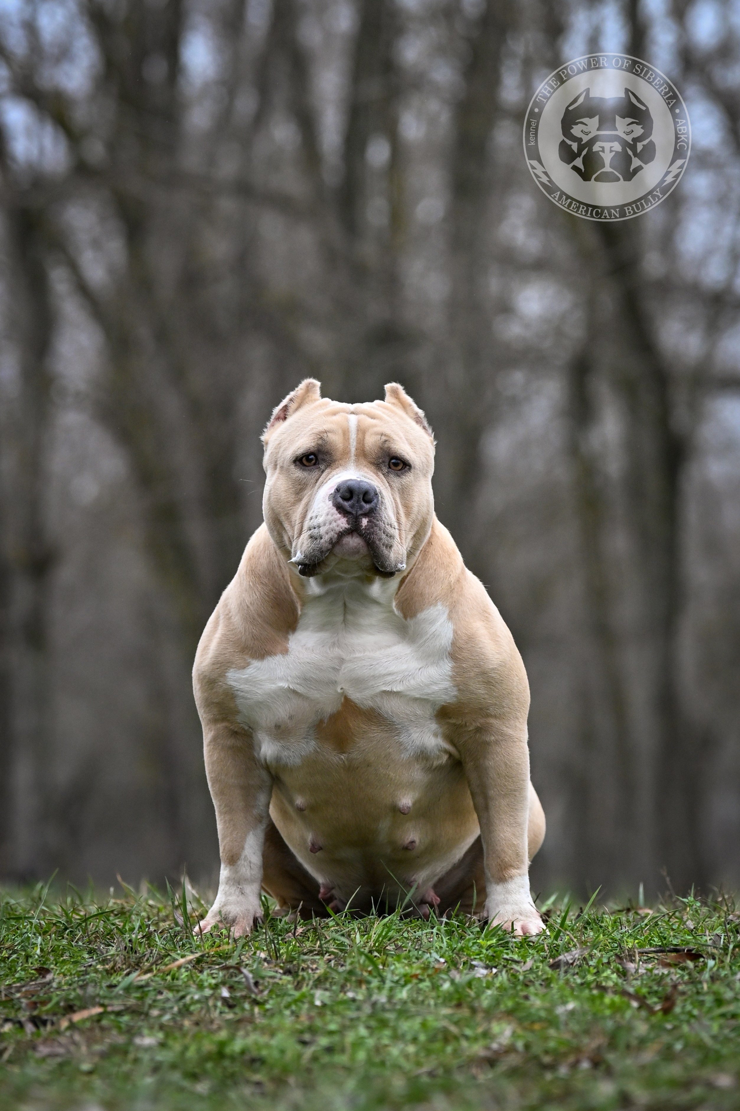 Декабрь 2025. Американский Булли в г. Ростов-на-Дону. Питомник THE POWER OF SIBERIA