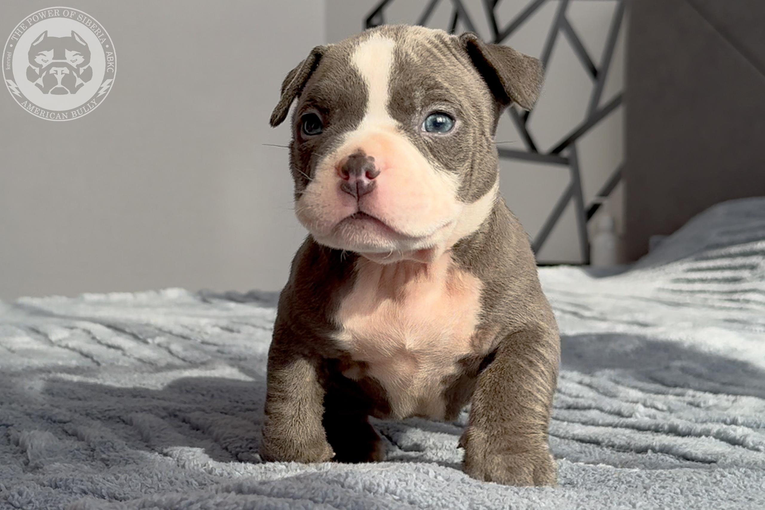 Свободные щенки Американский Булли стандарт и Свободные щенки Американский Булли классик. Американский Булли в г. Ростов-на-Дону. Питомник THE POWER OF SIBERIA
