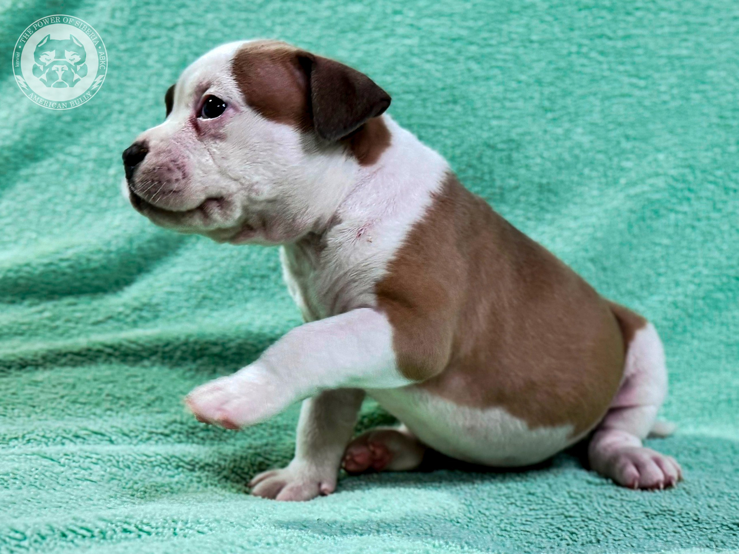 Свободные щенки Американский Булли стандарт и Свободные щенки Американский Булли классик. Американский Булли в г. Ростов-на-Дону. Питомник THE POWER OF SIBERIA