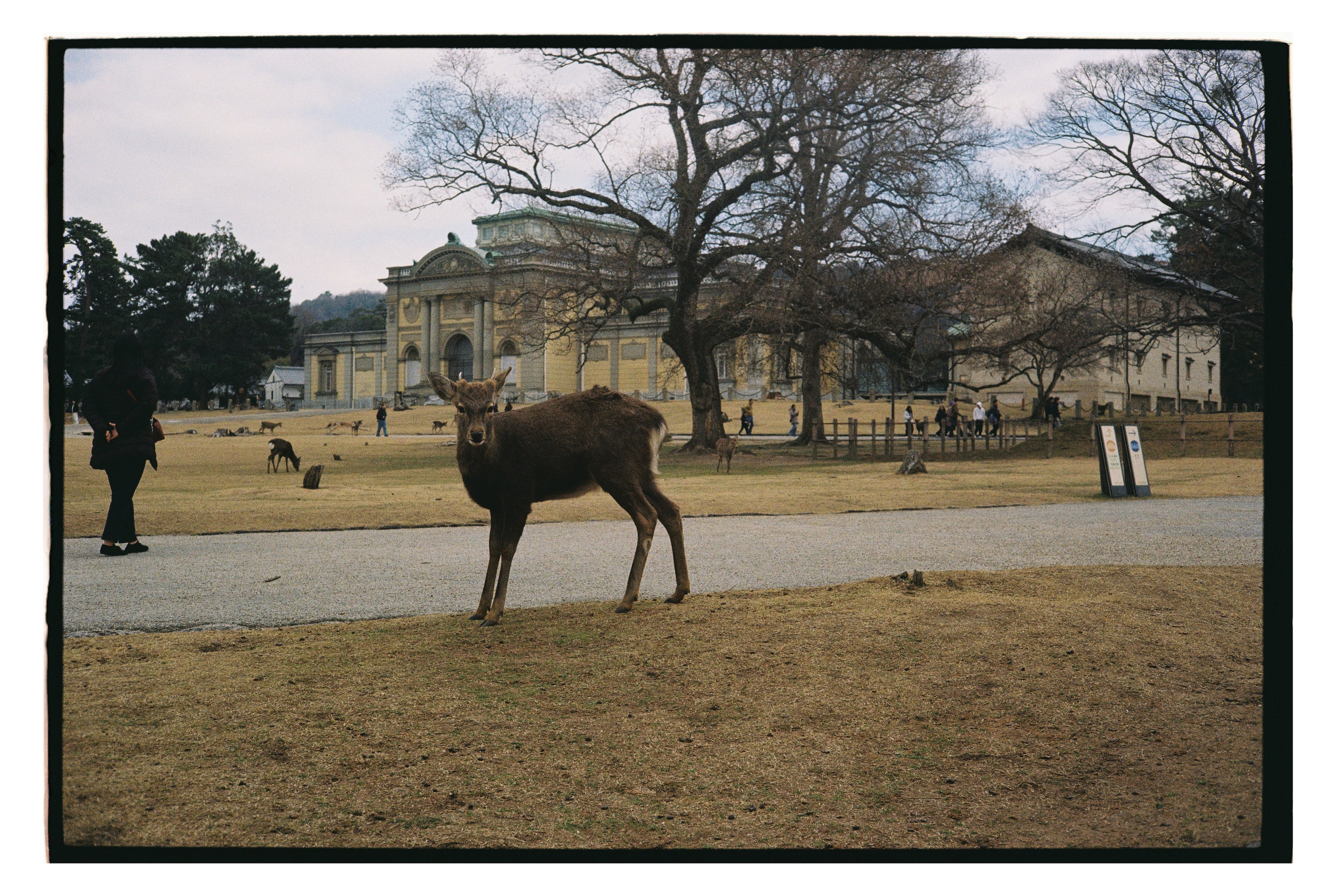 Japan. @tomrus: Рустам Шагиморданов — фотограф