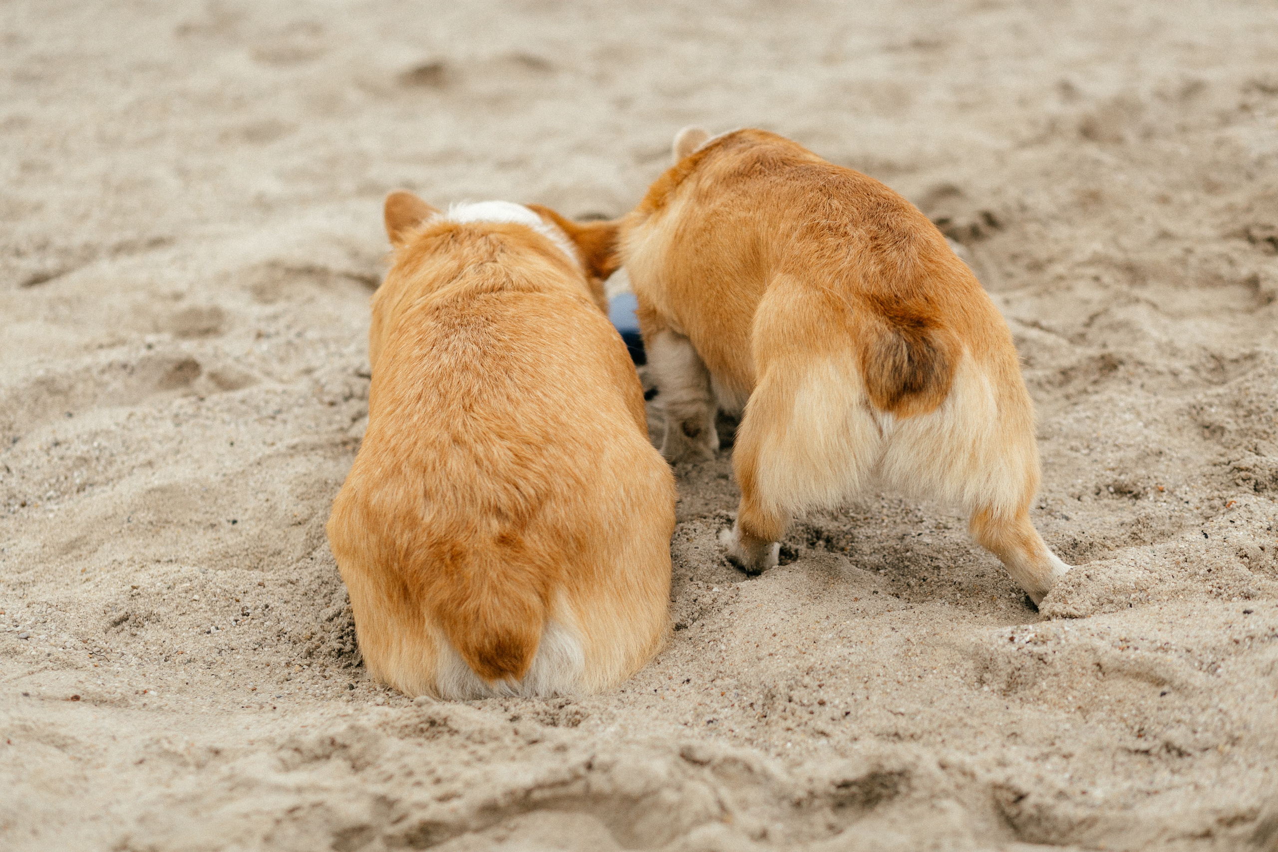 Workshop в песках. Свадебный фотограф Дмитрий Воробьев Ярославль