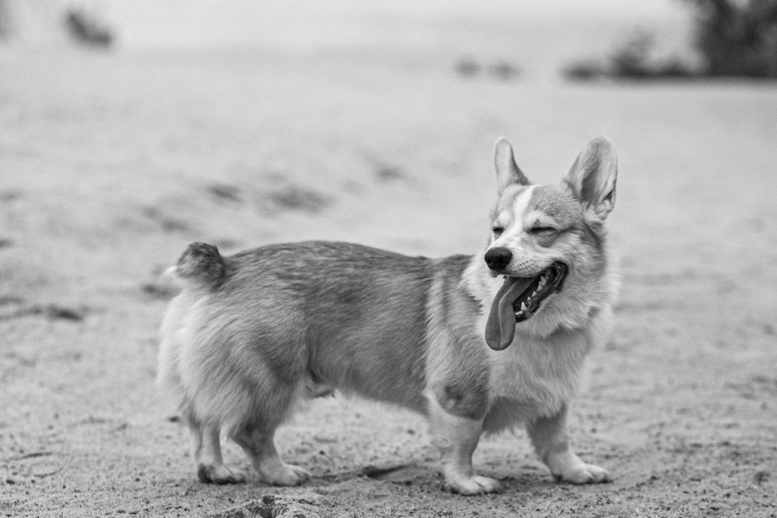 Workshop в песках. Свадебный фотограф Дмитрий Воробьев Ярославль
