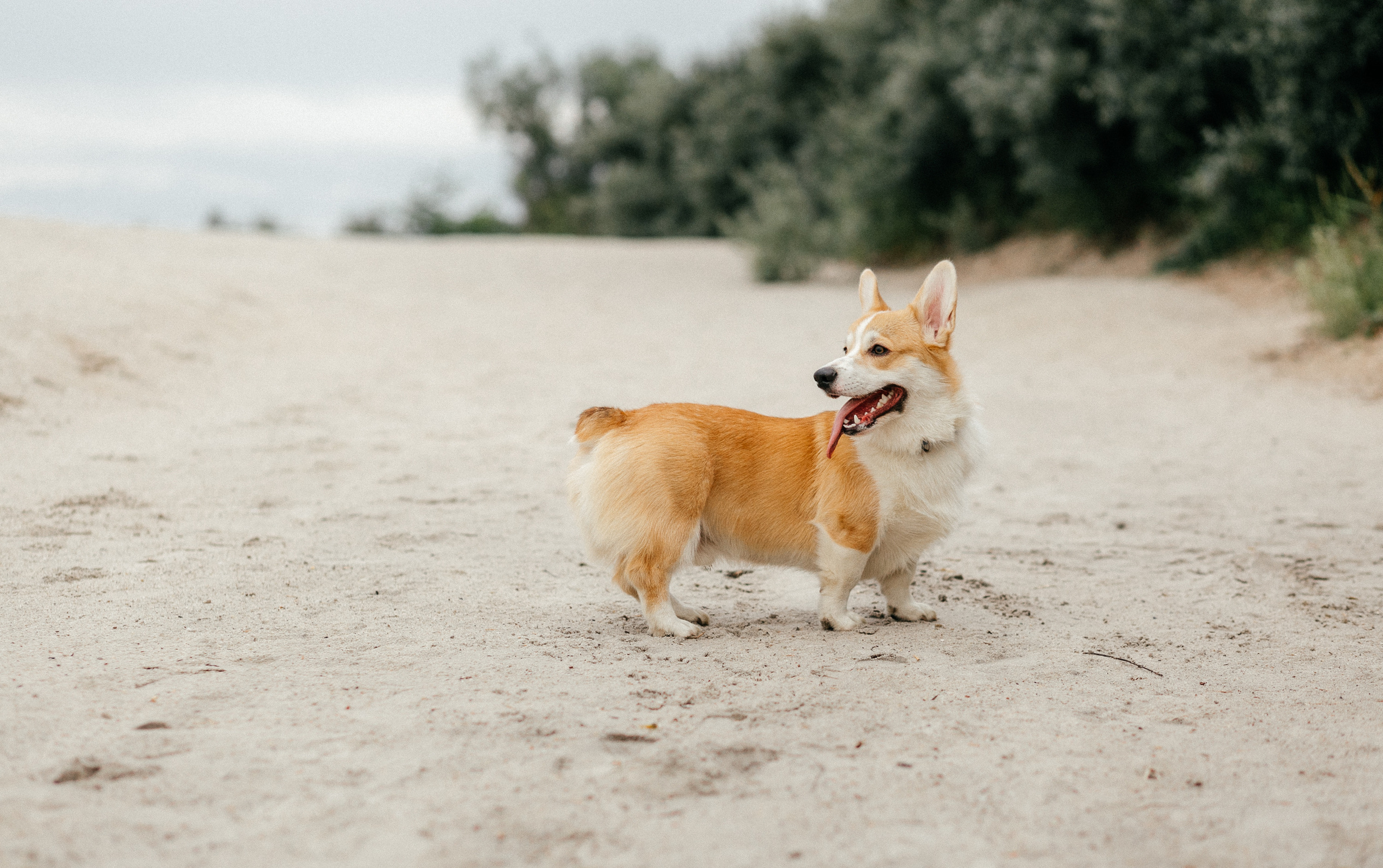 Workshop в песках. Свадебный фотограф Дмитрий Воробьев Ярославль
