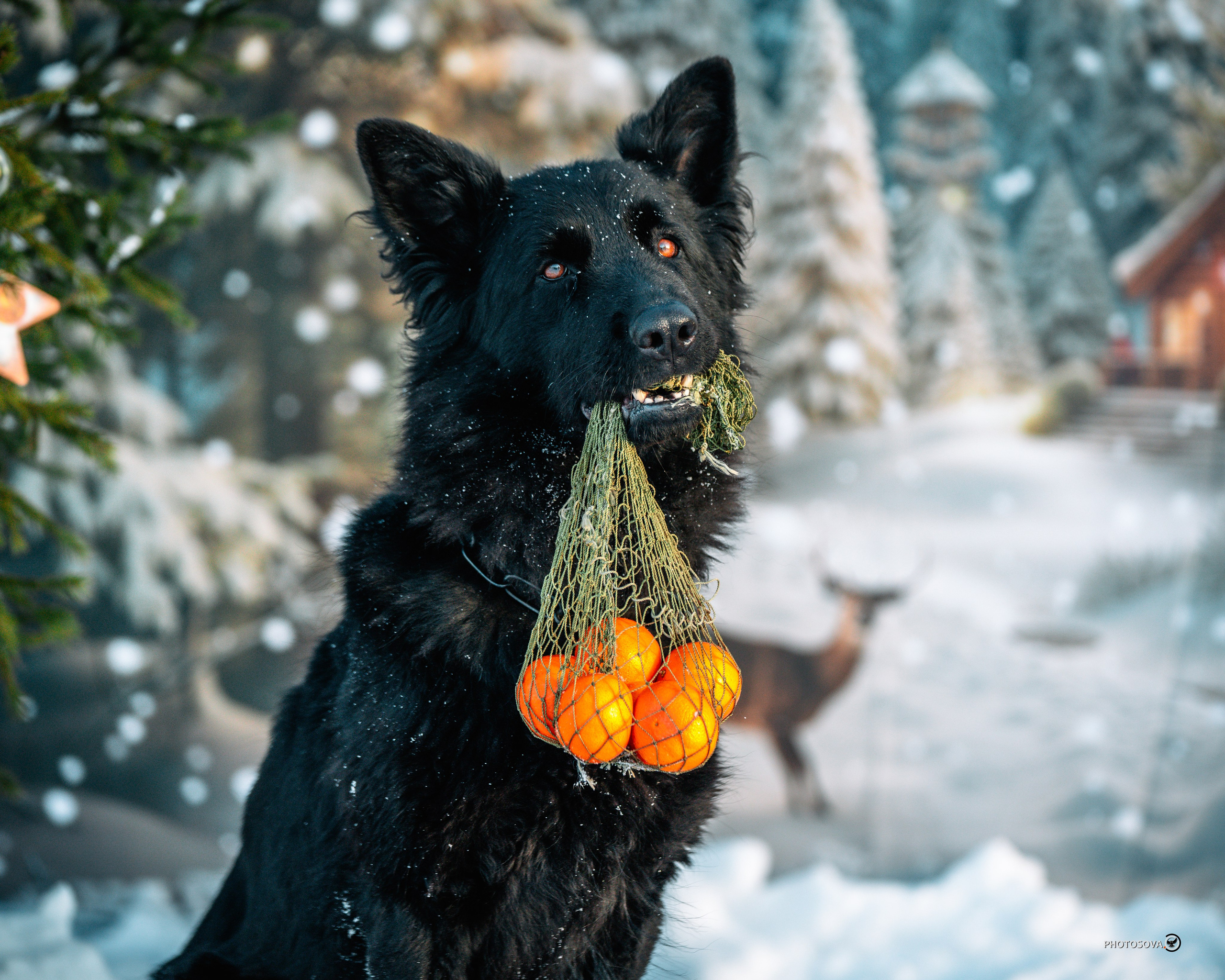 ФОТОПАМЯТЬ ВАШИХ ЭМОЦИЙ. Фотограф-анималист, семейный фотограф в Москве и Подмосковье. Фотосъёмка кинологических дисциплин