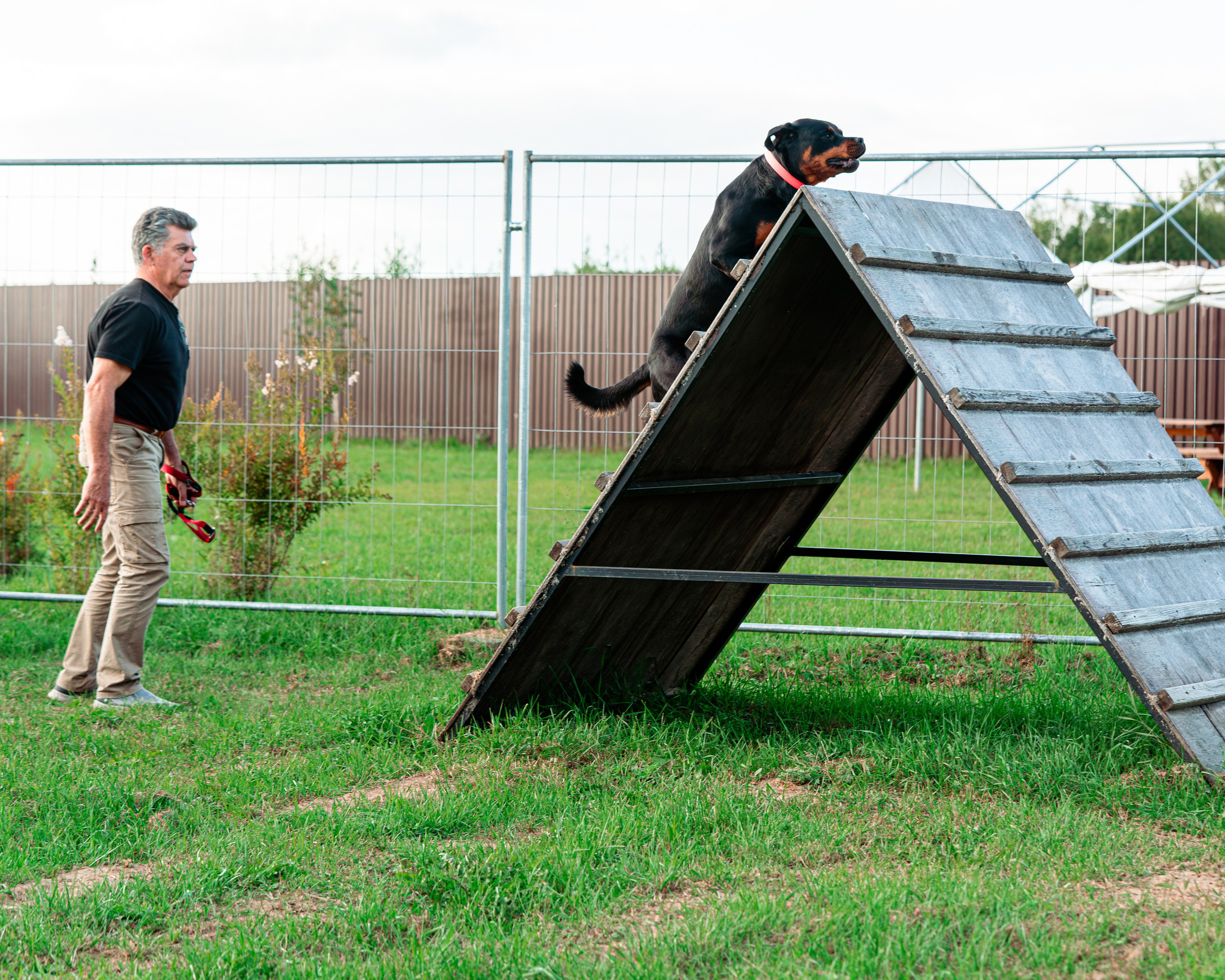 Ваш путь к ПОБЕДЕ (ТРЕНИРОВКИ). Фотограф-анималист, семейный фотограф в Москве и Подмосковье. Фотосъёмка кинологических дисциплин