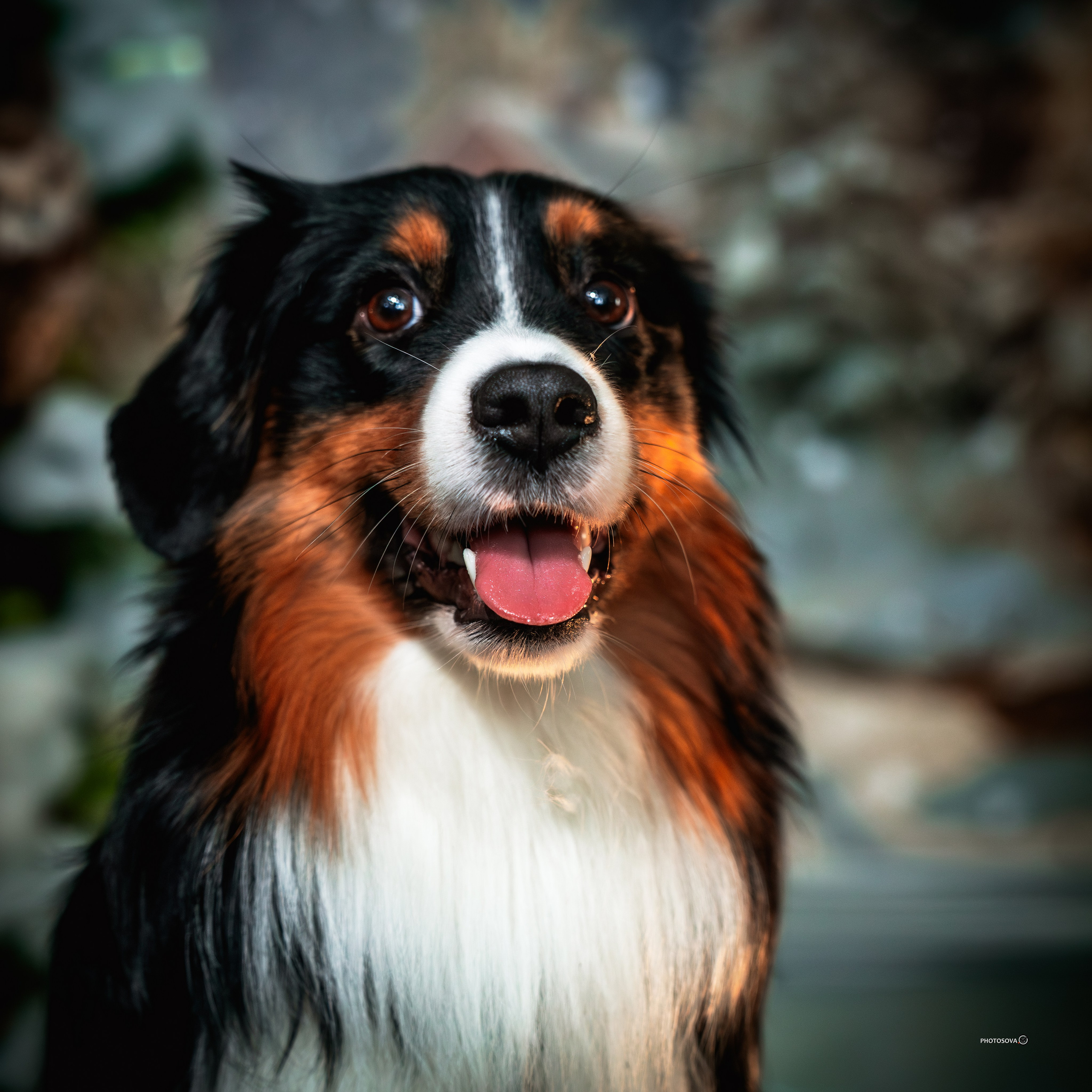 ФОТОПАМЯТЬ ВАШИХ ЭМОЦИЙ. Фотограф-анималист, семейный фотограф в Москве и Подмосковье. Фотосъёмка кинологических дисциплин