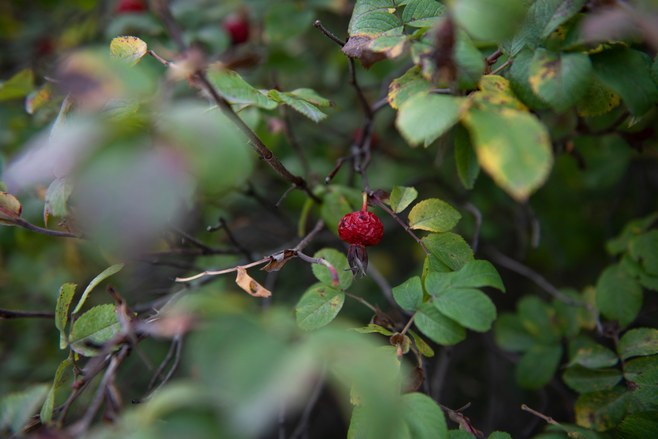 Осень. Портретный и архитектурный фотограф в Москве и Санкт-Петербурге