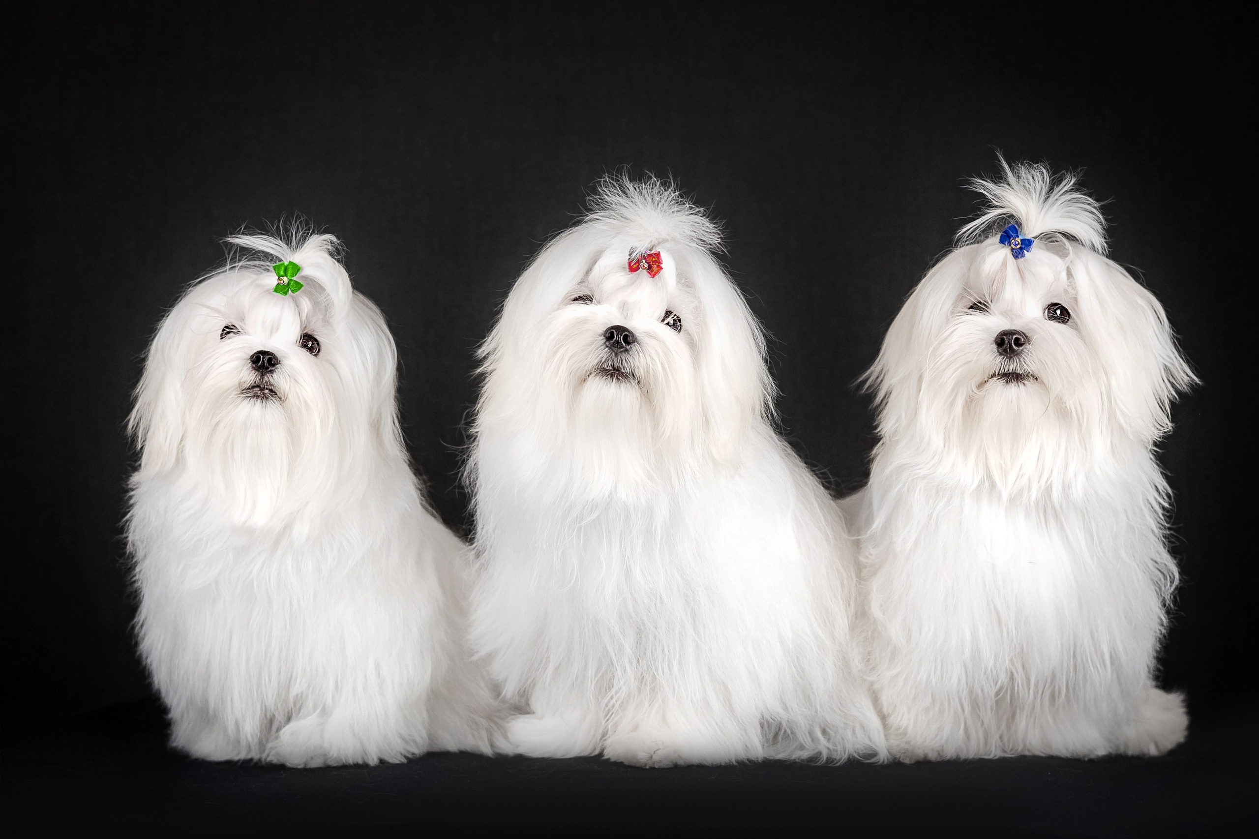 Мальтезе. Фотограф анималист Аня Ливанова | Рыбинск