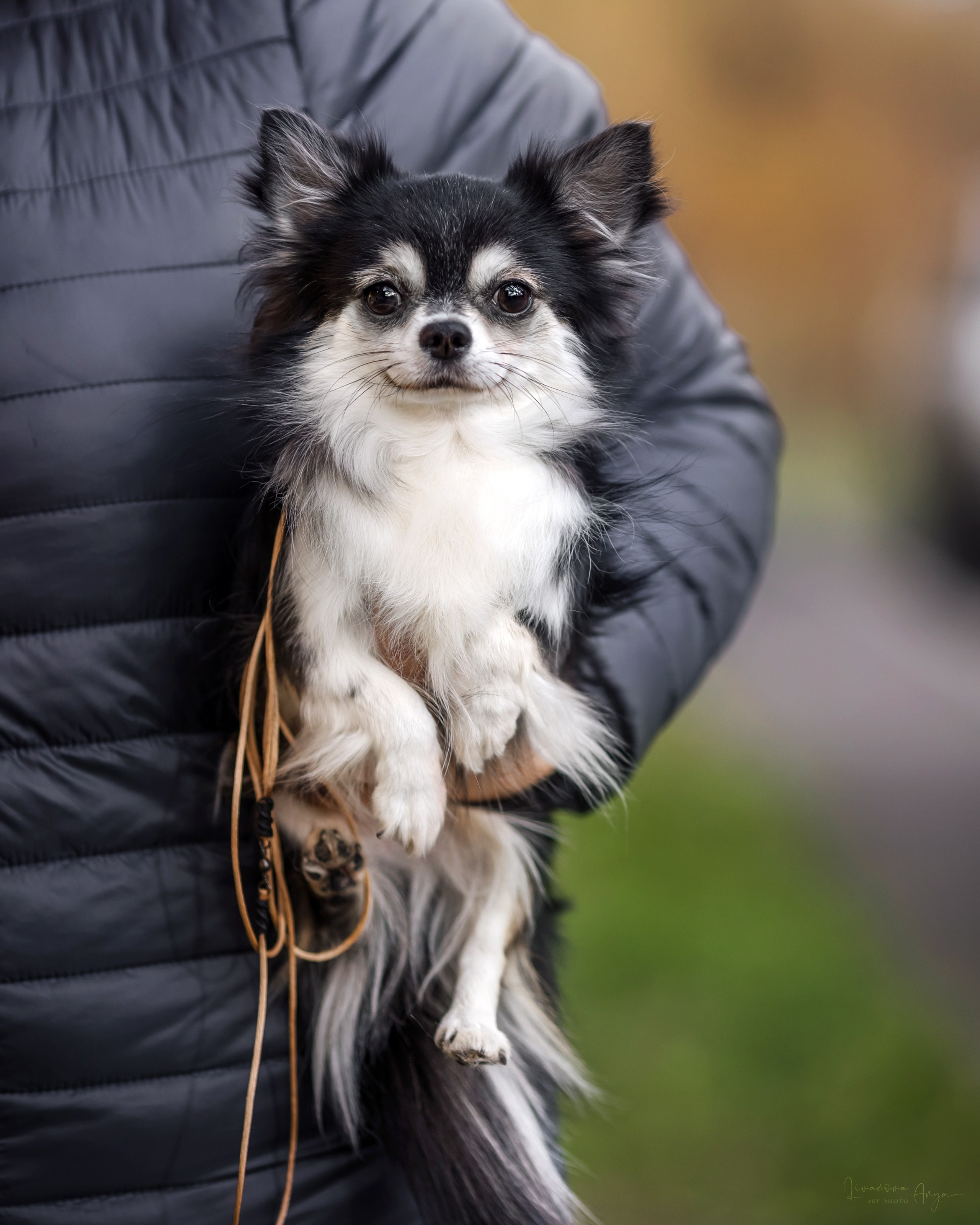 Шпицы и чихуахуа. Фотограф анималист Аня Ливанова | Рыбинск