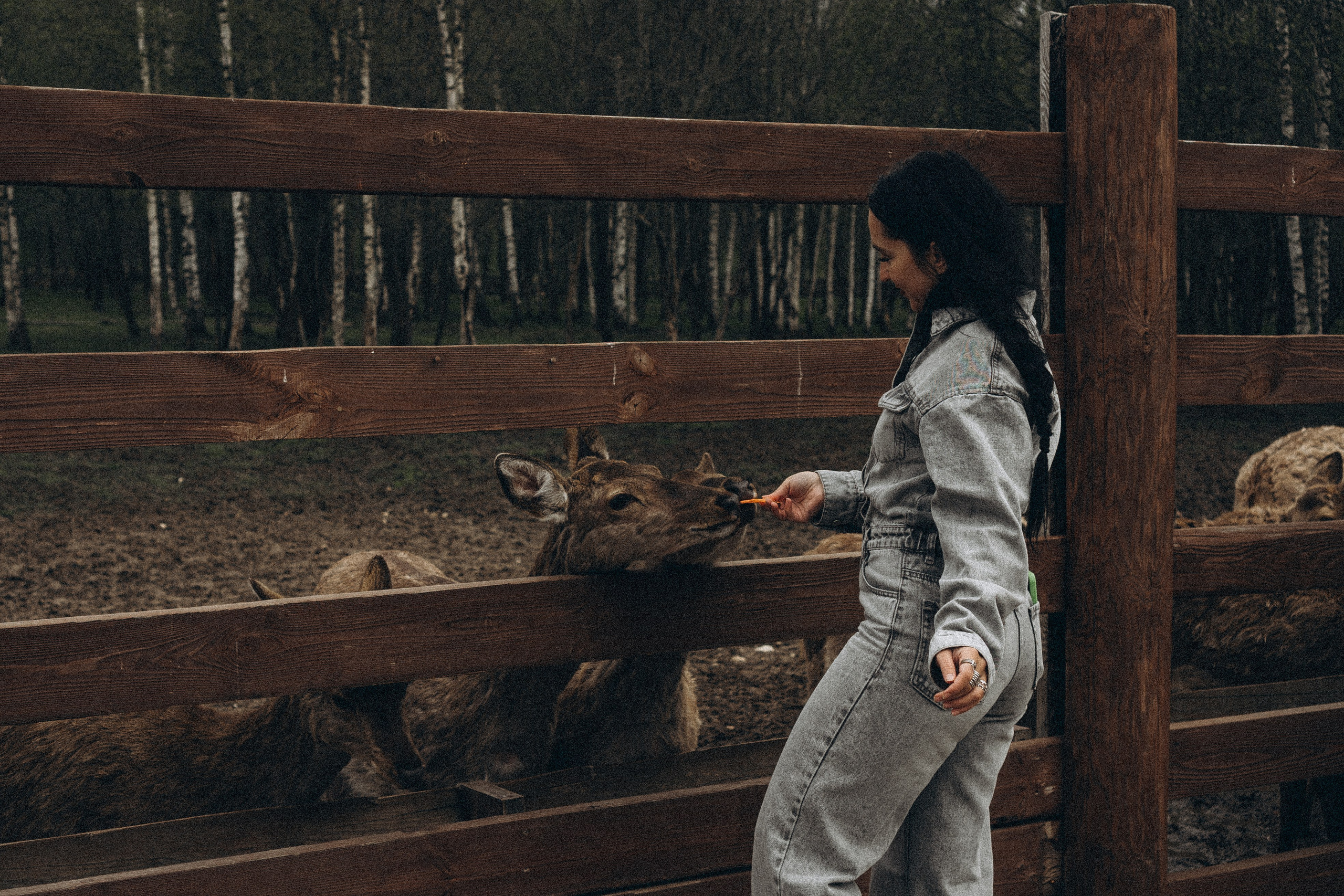 ОЛЕНЬЯ ФЕРМА В ТВЕРИ. Профессиональный фотограф, Санкт-Петербург — Виктория Богомолова