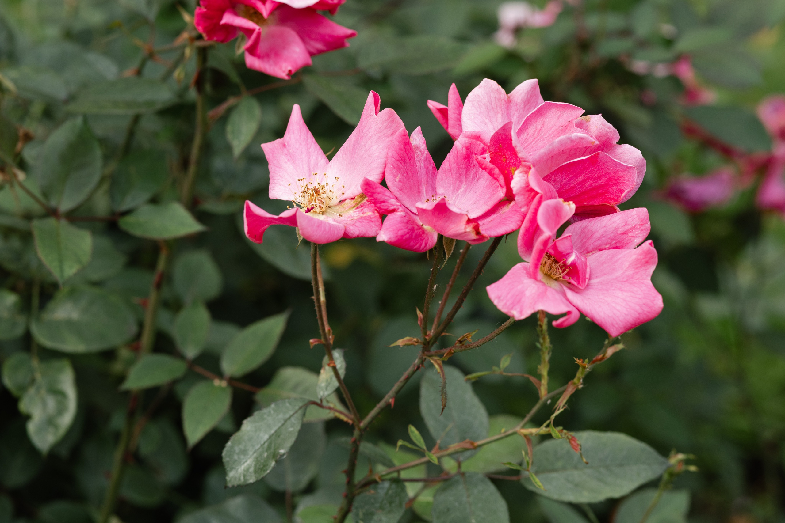 Pavel & Diana. Фотограф в Томске Ирина Павлуцкая