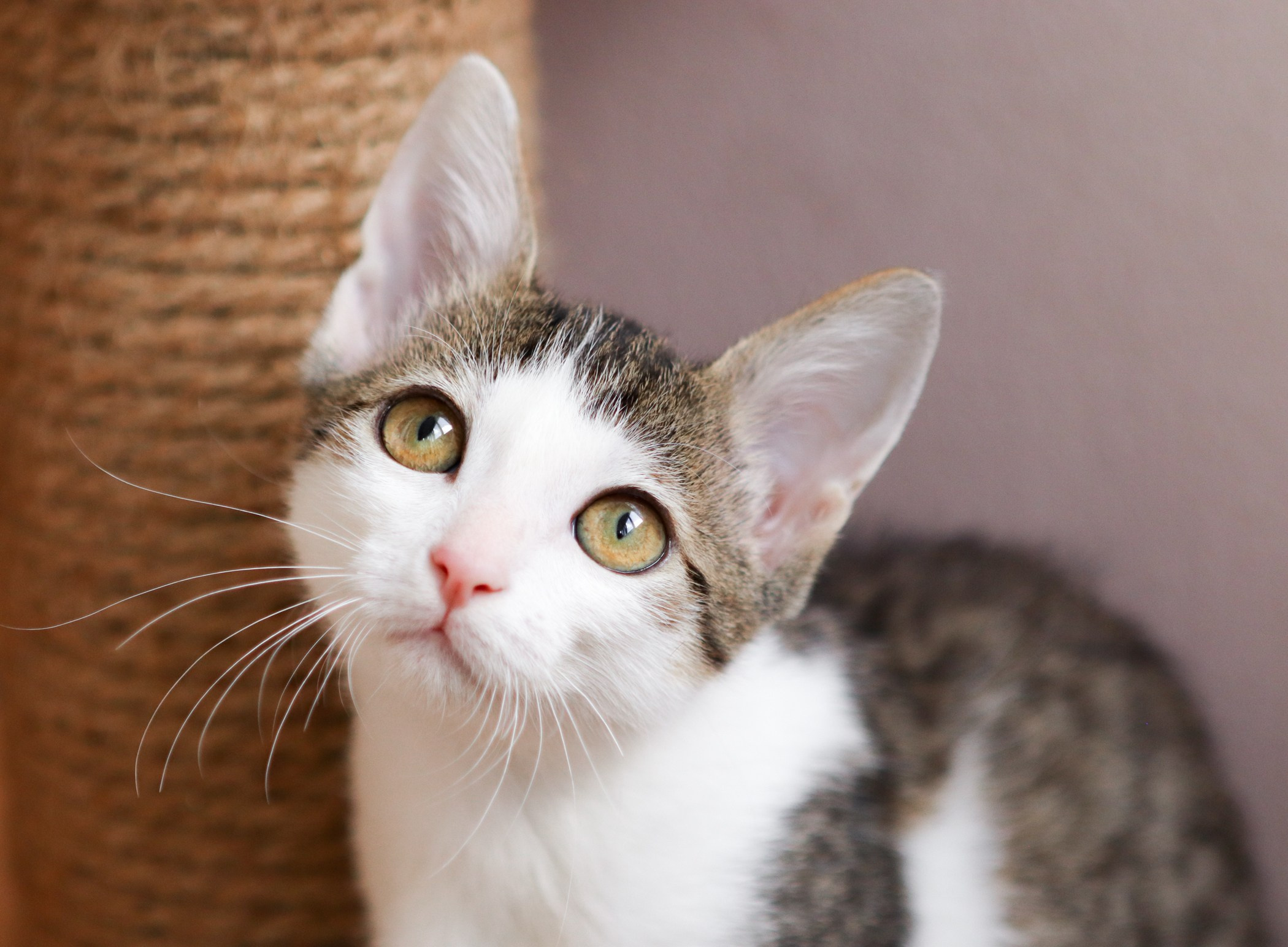 Кошки. Фотограф-анималист Полина Колкова | Москва