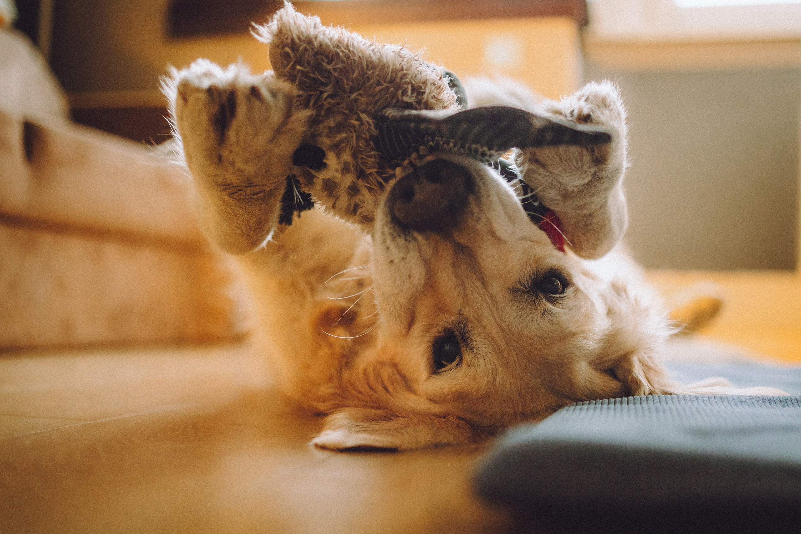 Ира, Андрей, Бэлла и Панда