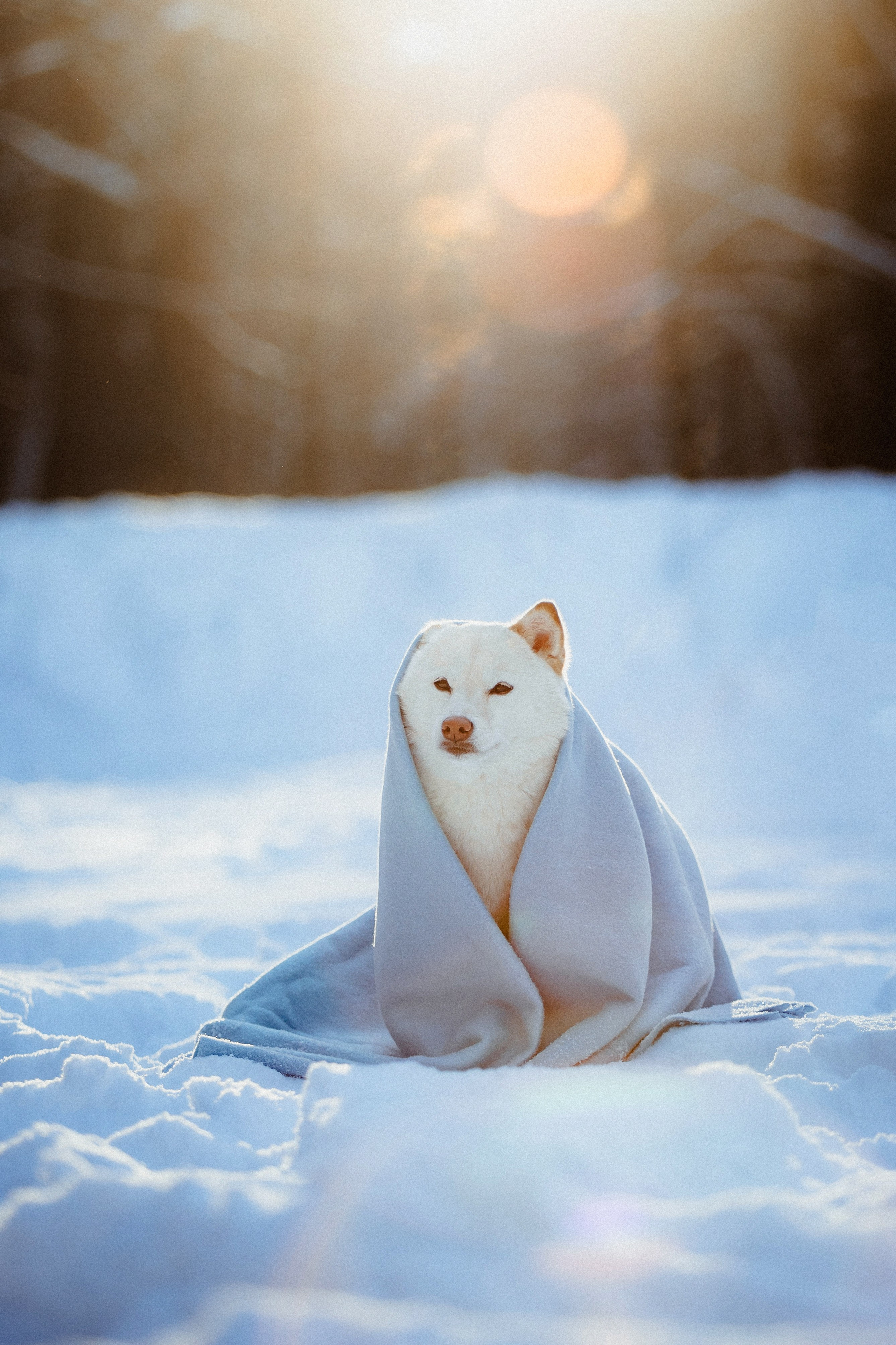 Шед, Цири и Ира