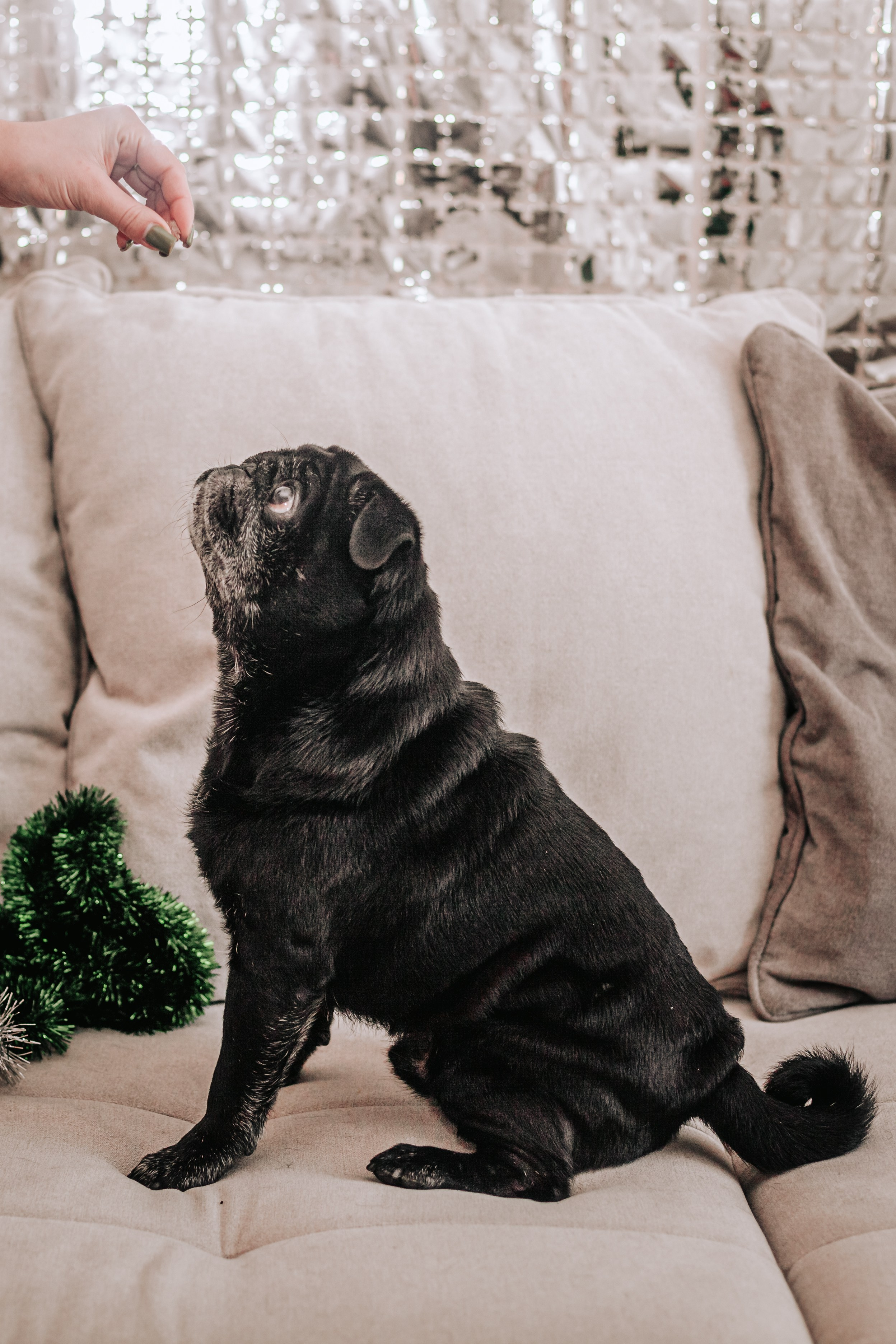 Домашняя фотосессия Оли и двух ее мопсов. Фотограф-анималист Татьяна Степанова