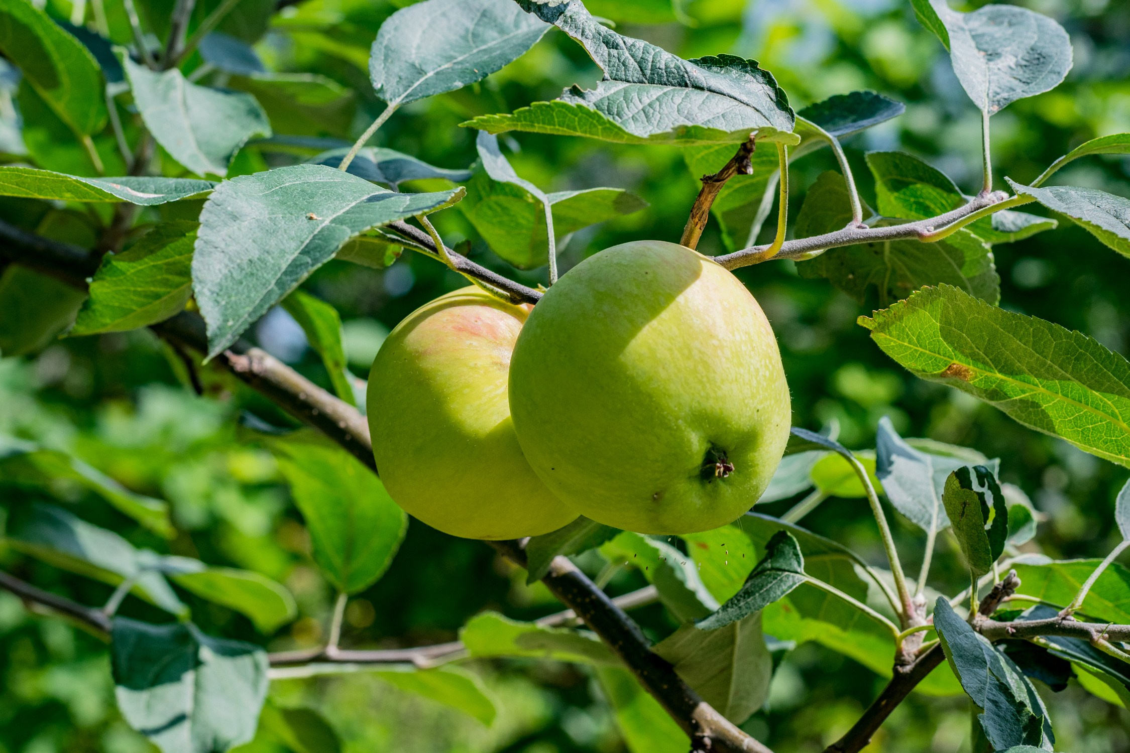 Антон Курдюмов фотограф в Хабаровске Рина Курдюмова фото27 foto27 Антон Дорофеев репортажный репортаж документалист Тони и Рина фотосоздатели Виноградники Хехцир 2024 Хабаровск виноград дикий фермер фермерство дачный сезон