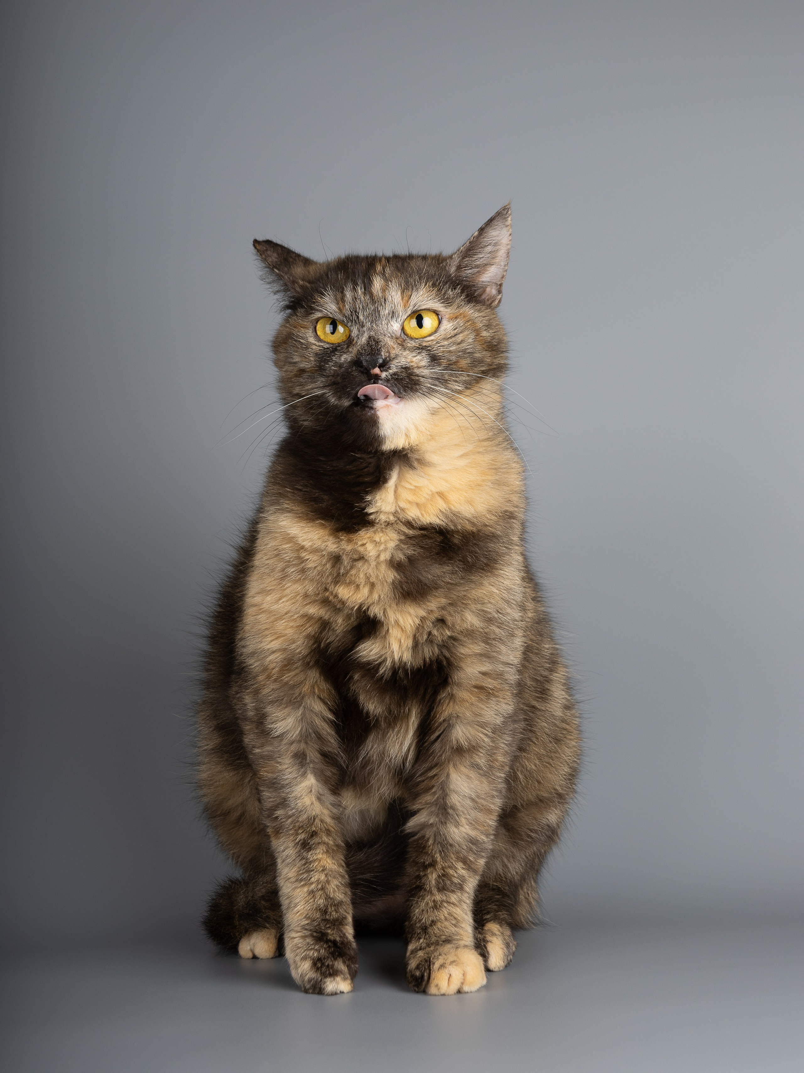 Кошки-фото для пристройства (студия). Фотограф-анималист в Москве, МО и Владимире