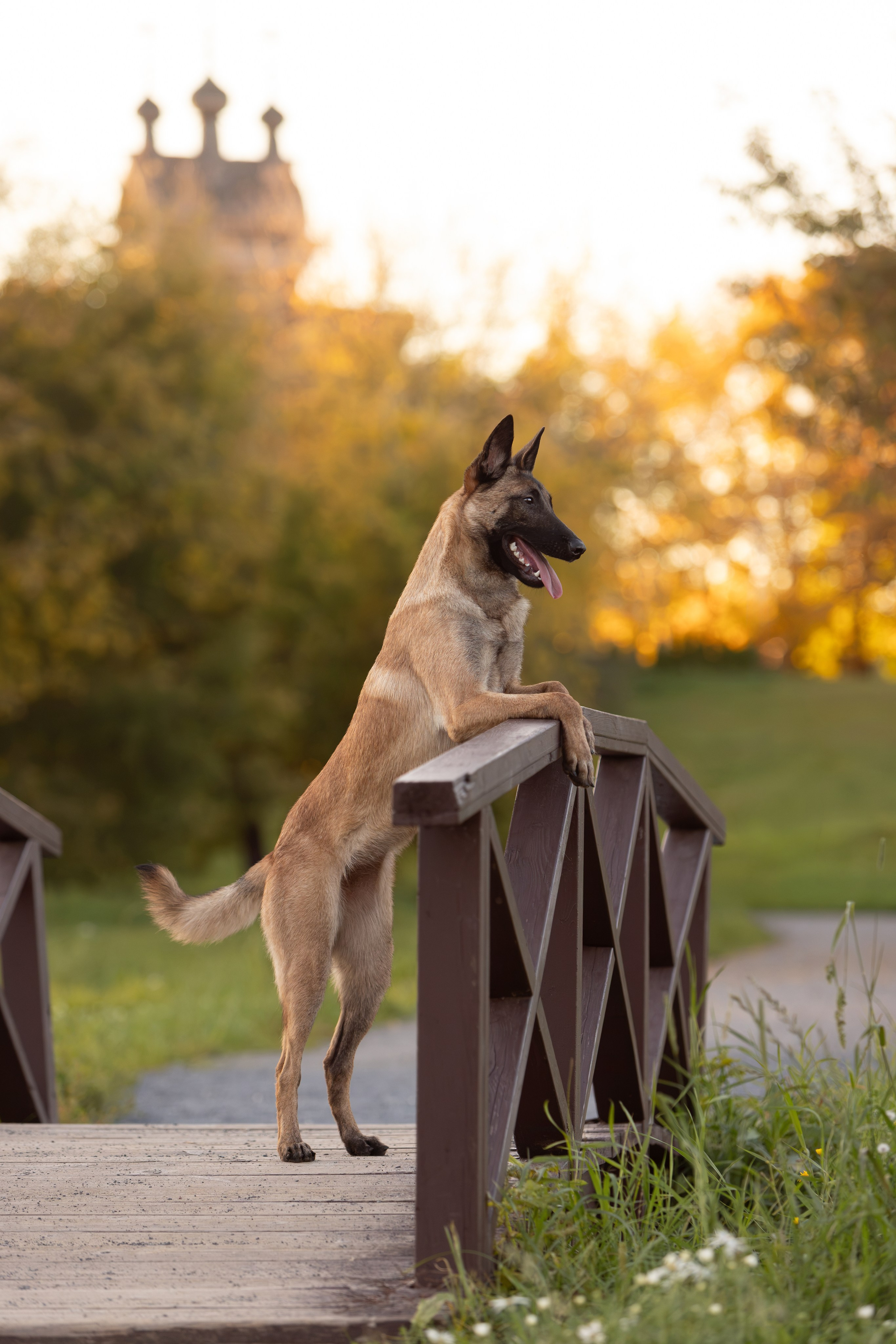 Малинуа и осень