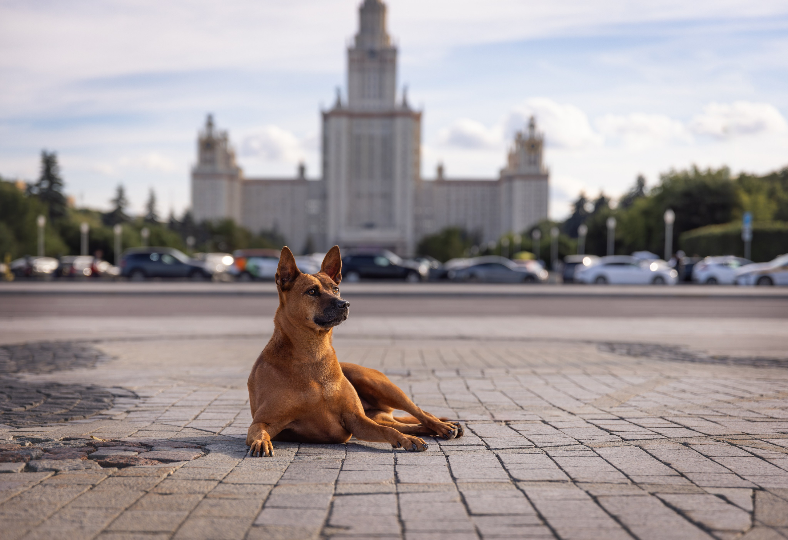 Тайский риджбек Умка. Фотограф-анималист в Москве, МО и Владимире