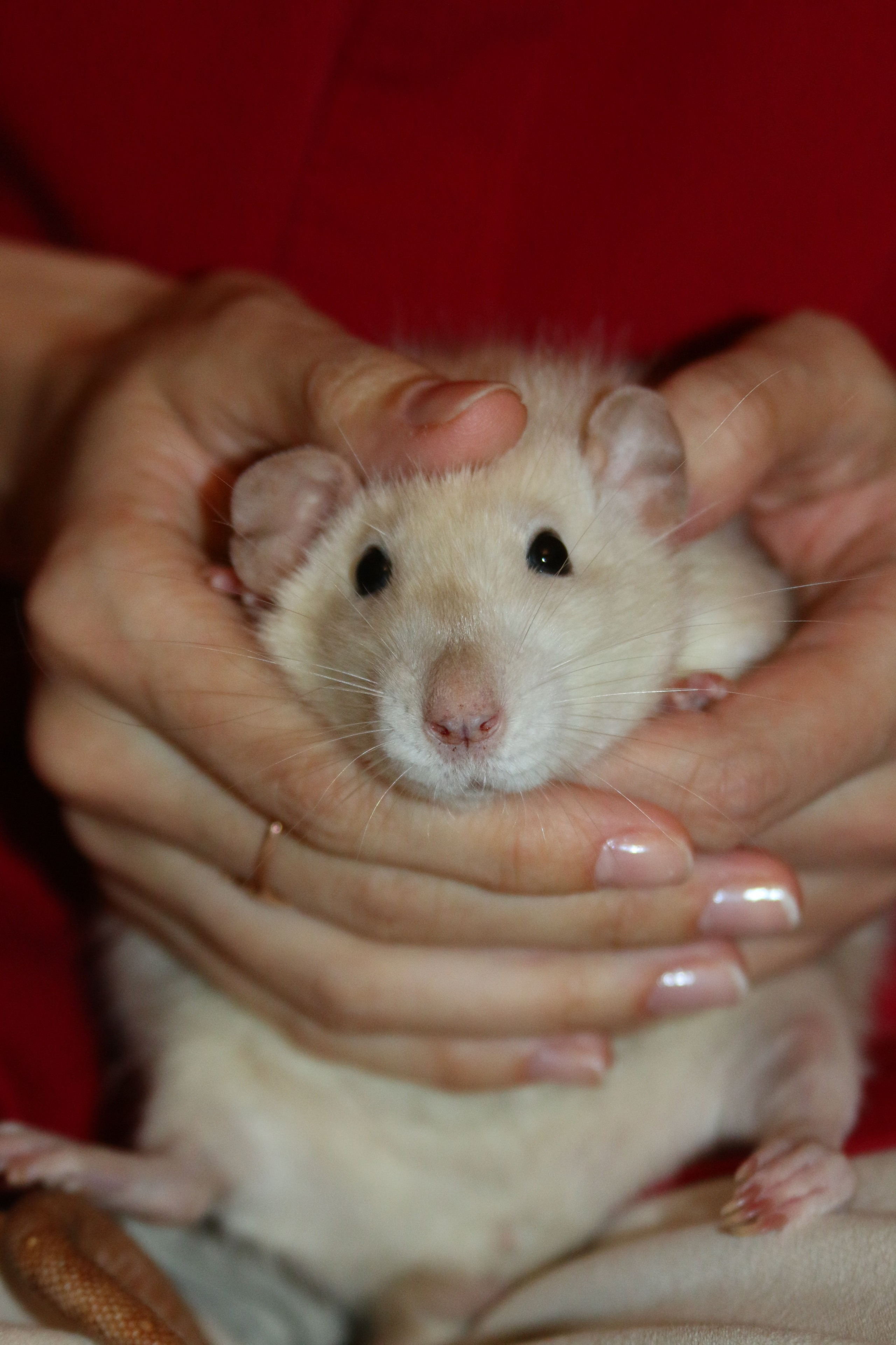 Съемка с питомцем