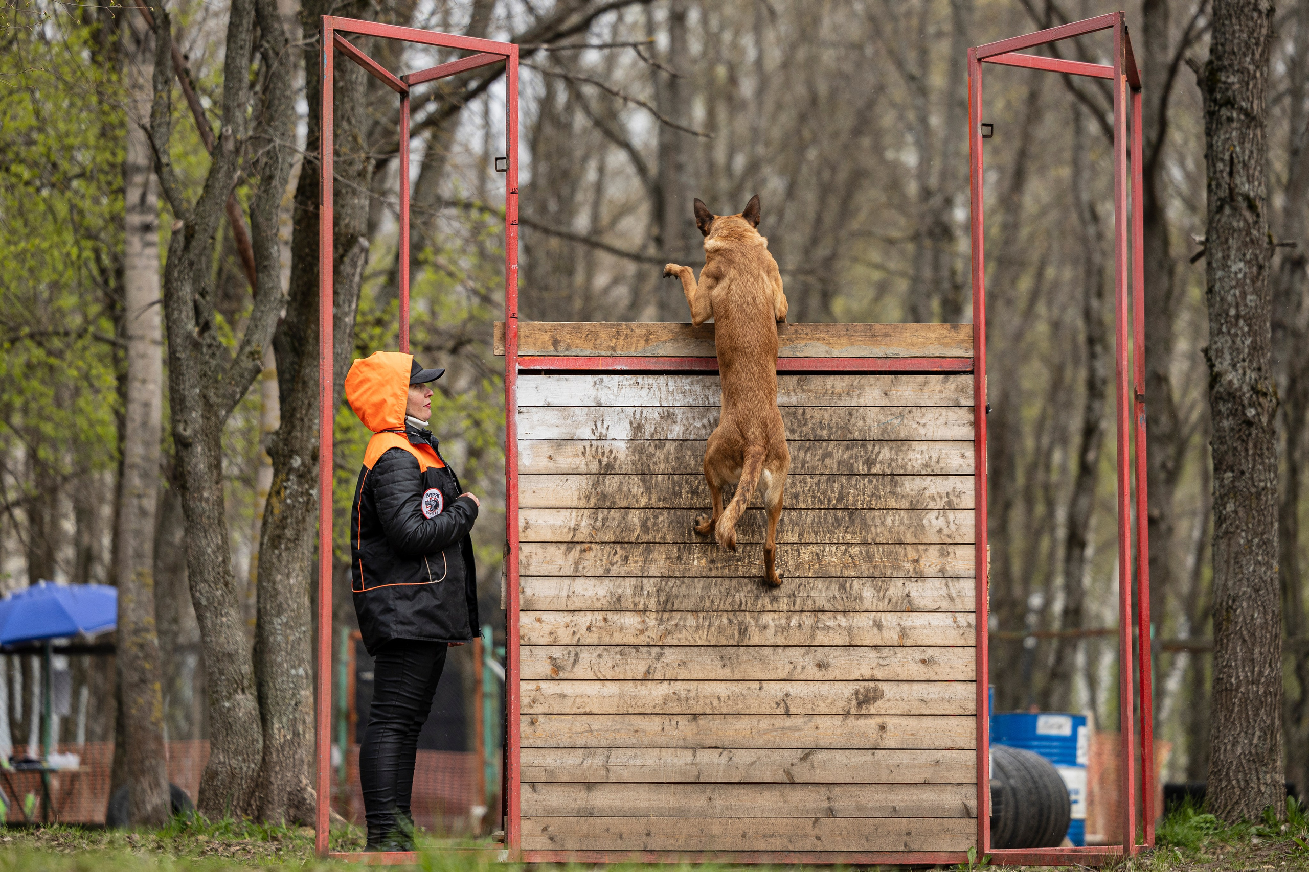 Квалификационные состязания по мондьорингу г. Вологда 11.05.24. Фотограф-анималист Анна Маринич