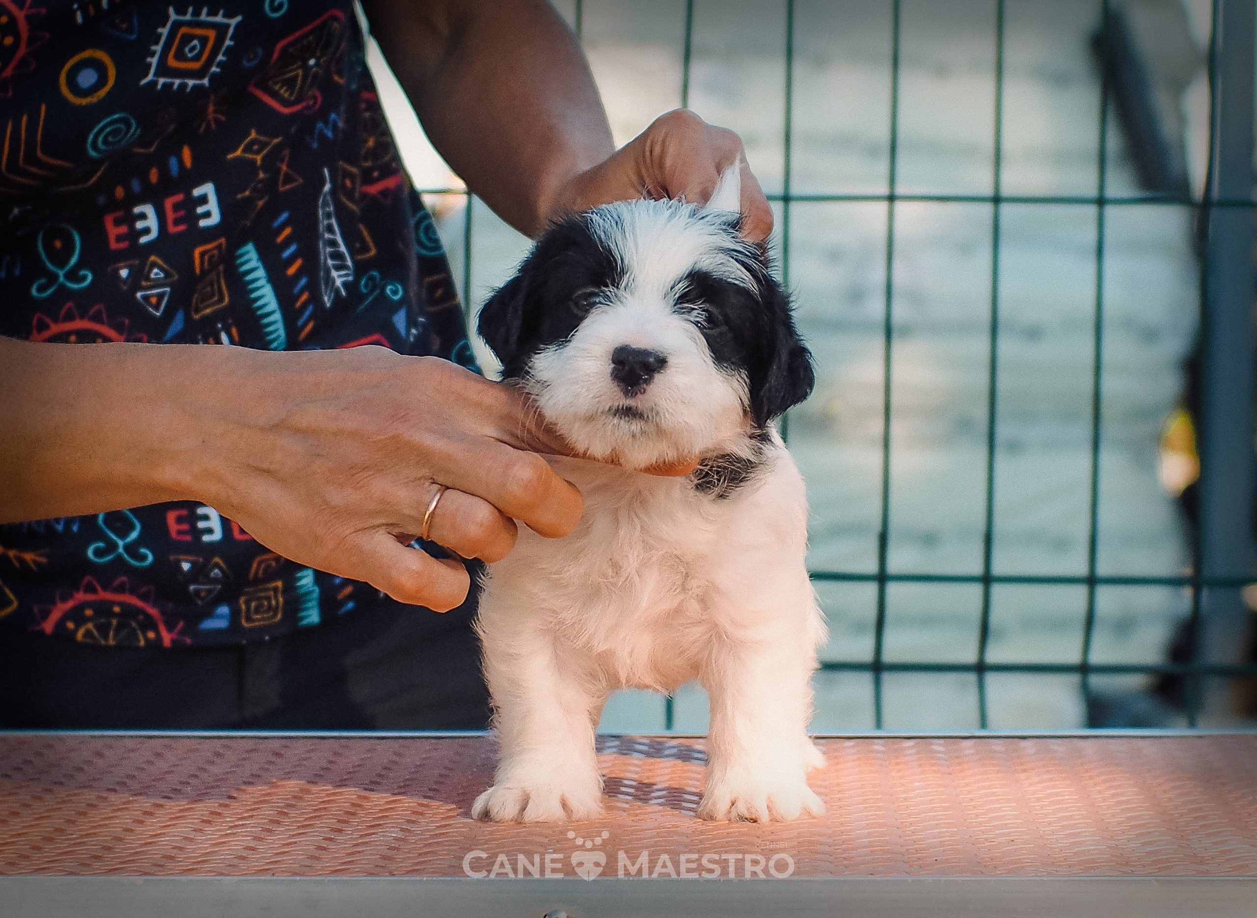 КОБZ_4_ЧБ_27_08_25. CANE MAESTRO — kennel Jack Russell Terrier