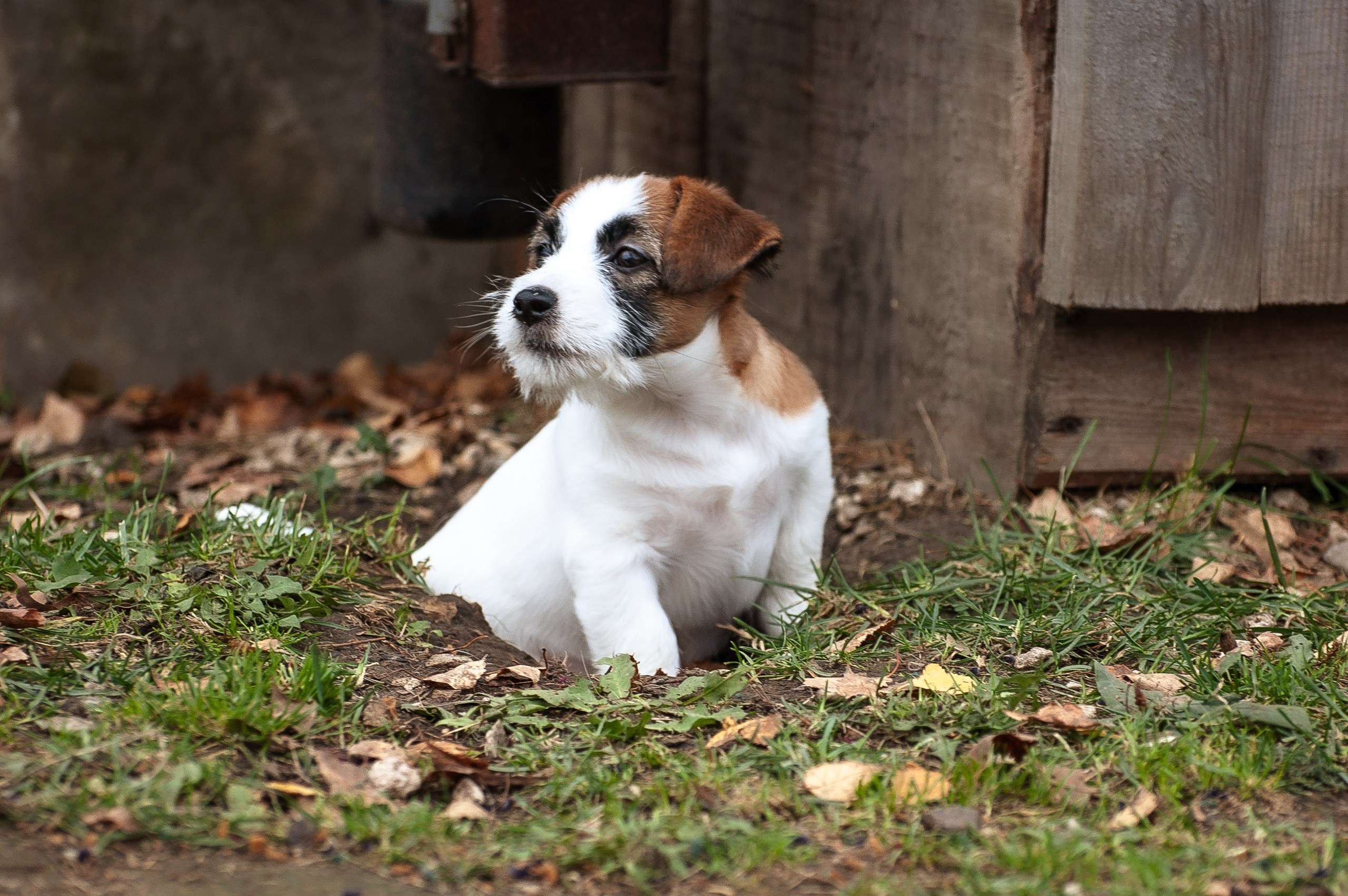 X_MAL_3_БРЫЖ. CANE MAESTRO — kennel Jack Russell Terrier