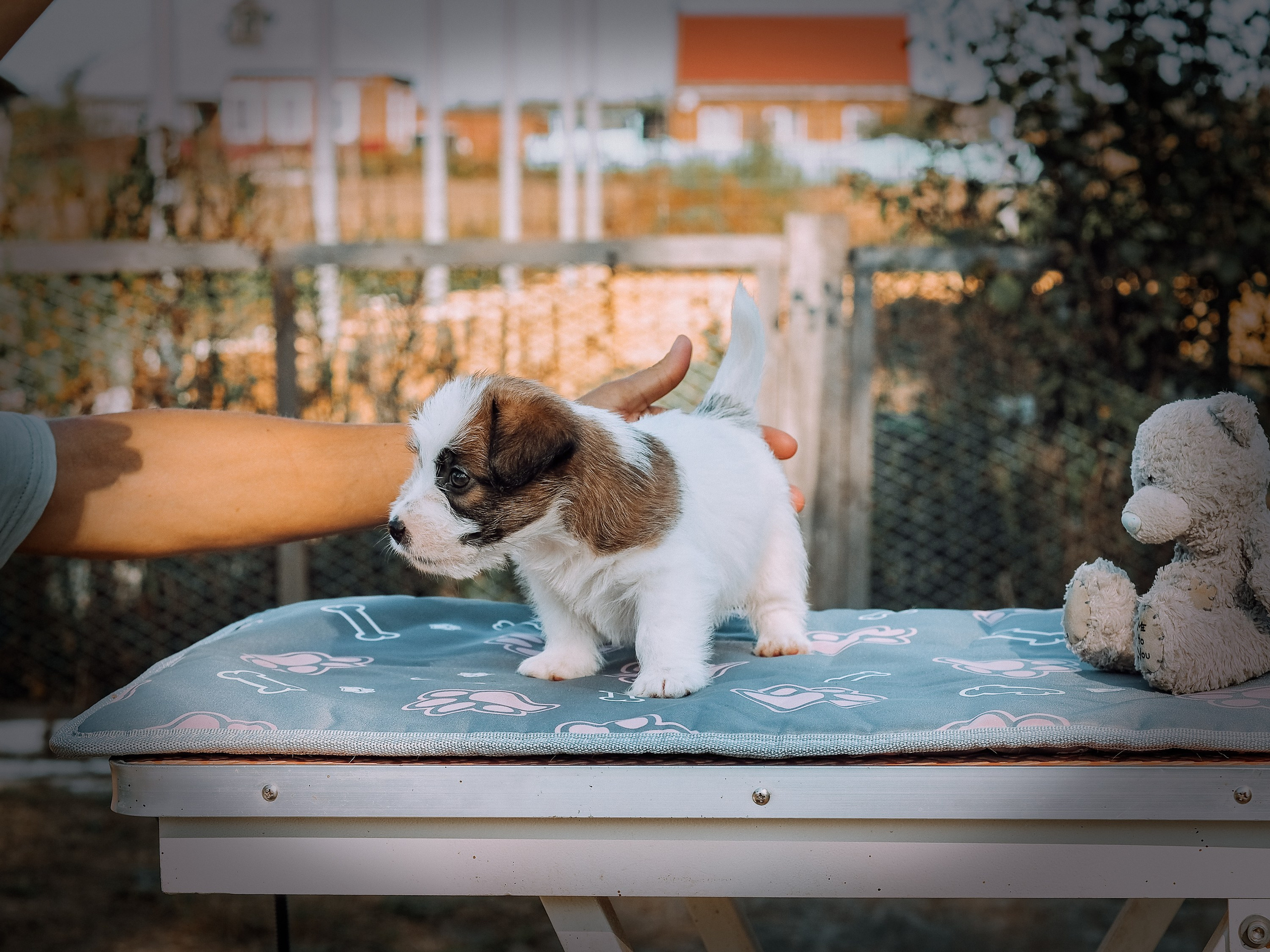 X_MAL_3_БРЫЖ. CANE MAESTRO — kennel Jack Russell Terrier