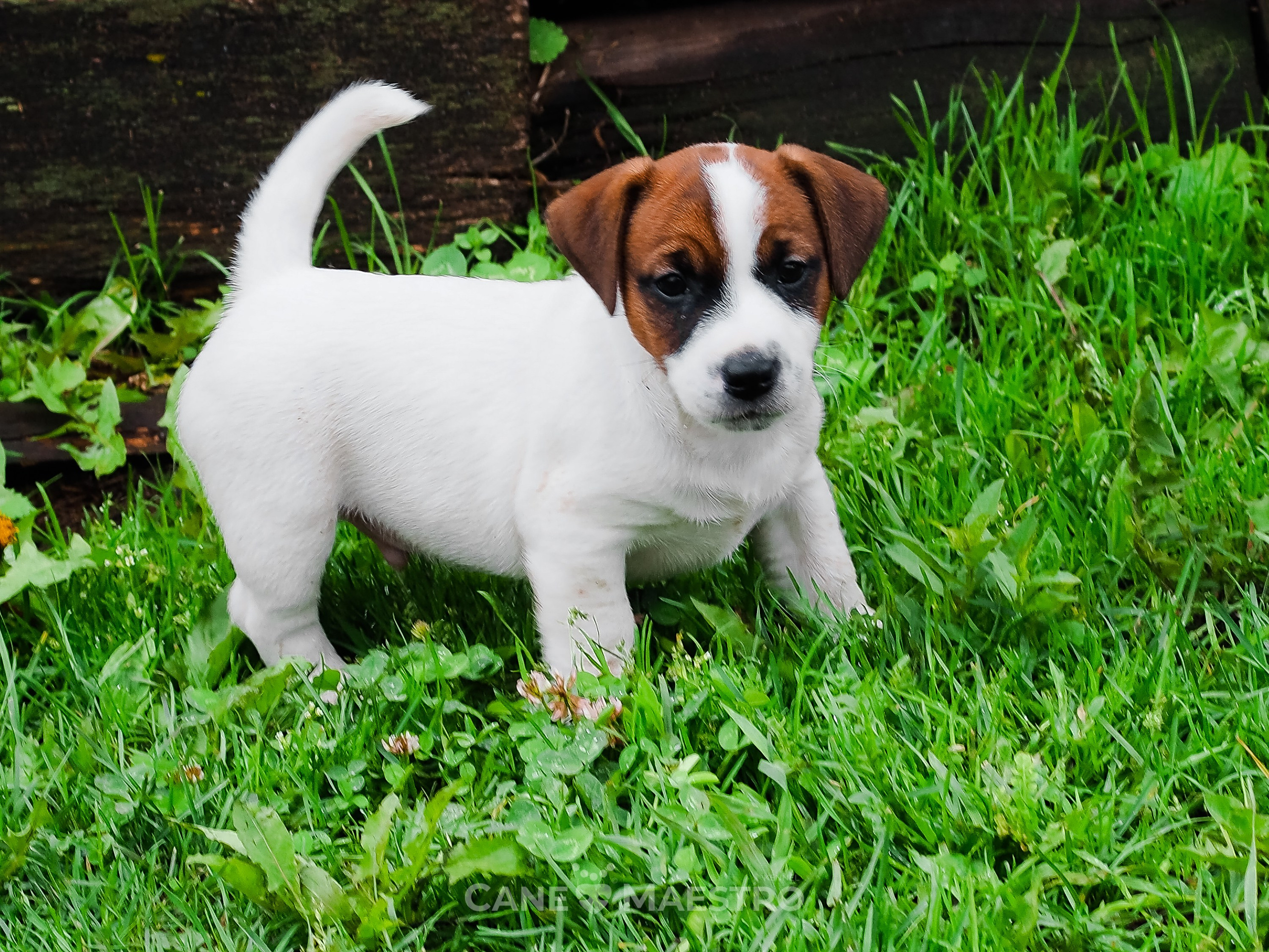 Ш_MALE_1_SHAMPAN. CANE MAESTRO — kennel Jack Russell Terrier