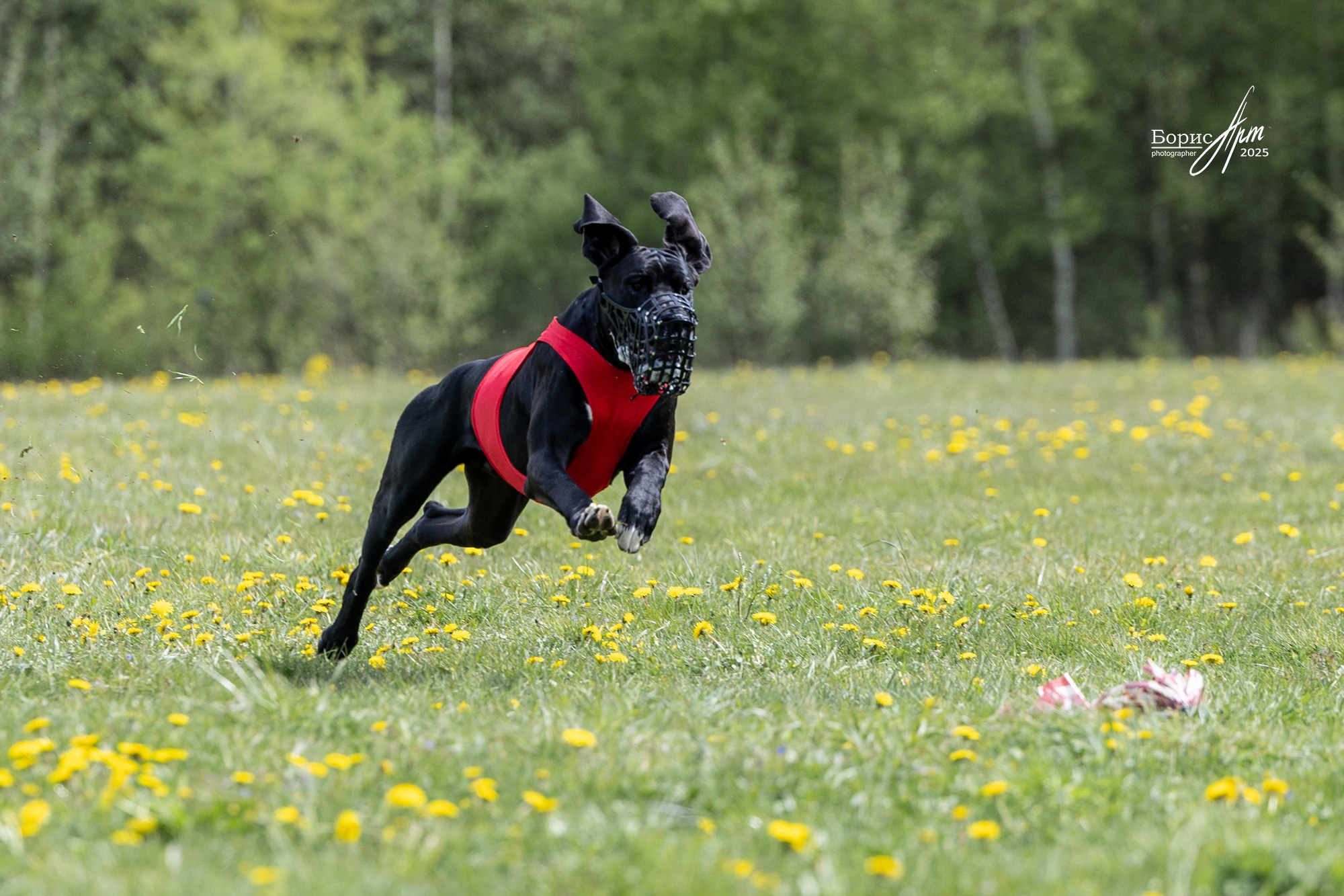 КУРСИНГ. Борис Артамонов фотограф — анималист. Москва