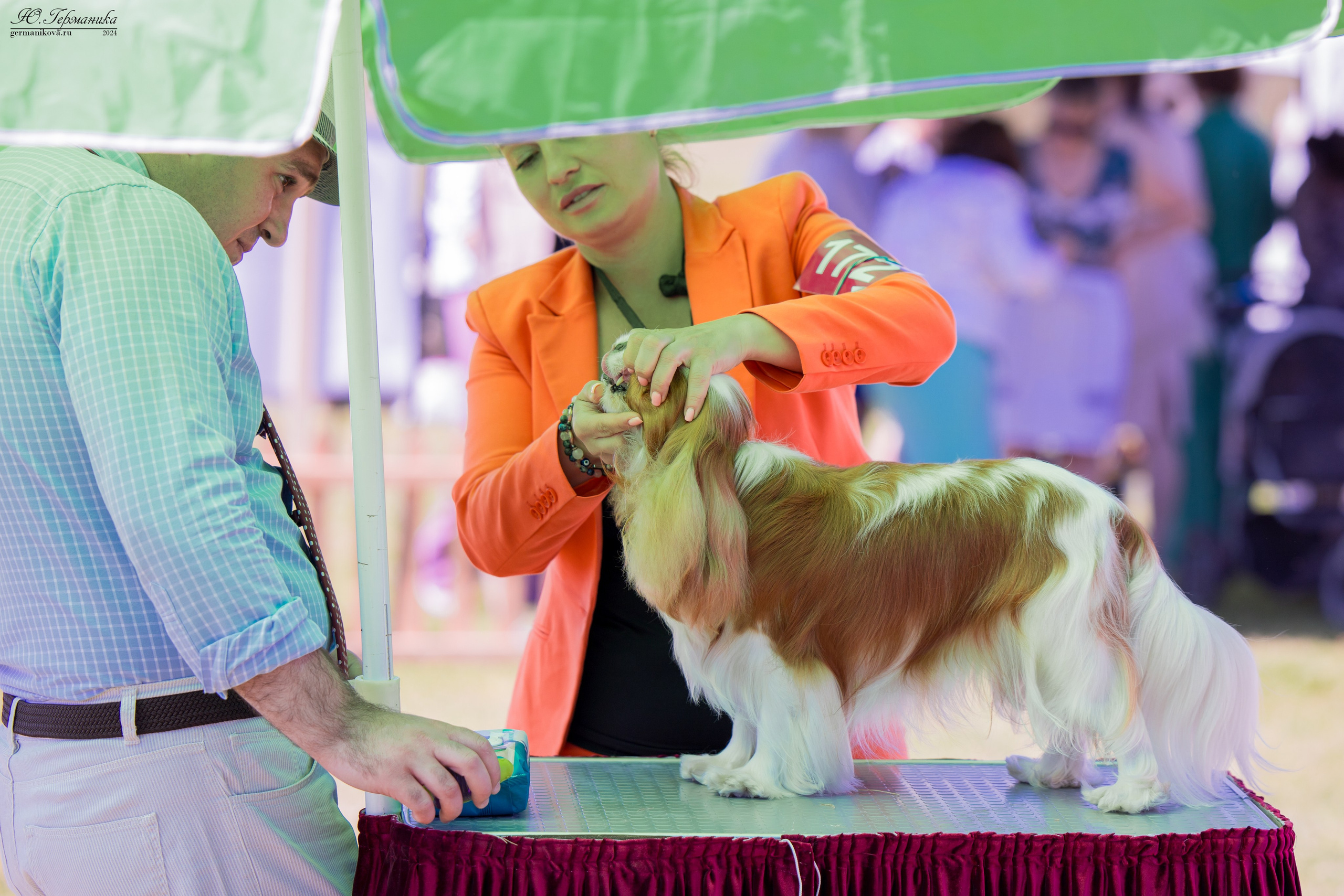 Ереван 3-5.06.2024. Фотограф-анималист Юлия Германика