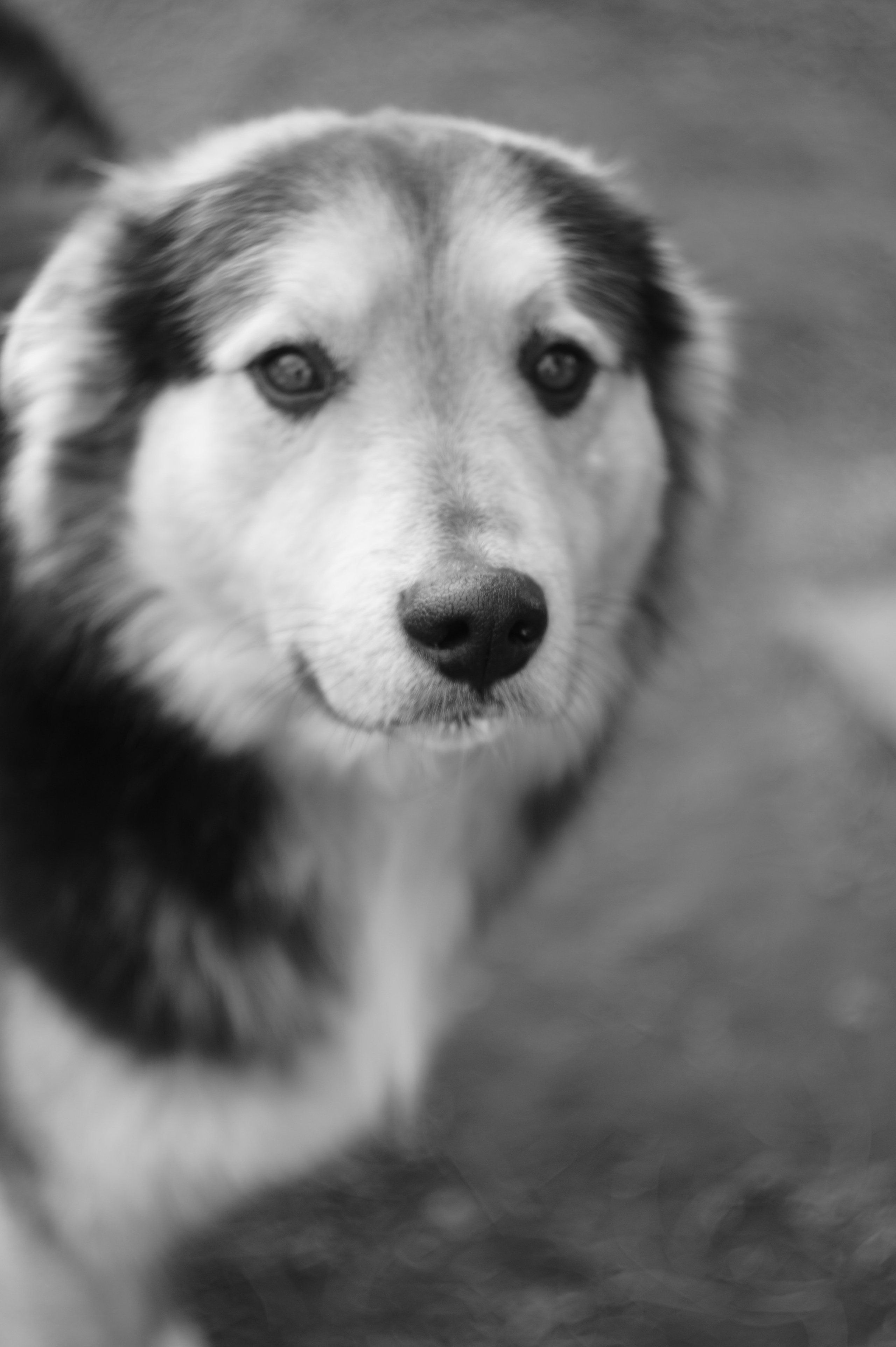 Dogs. Профессиональный фотограф