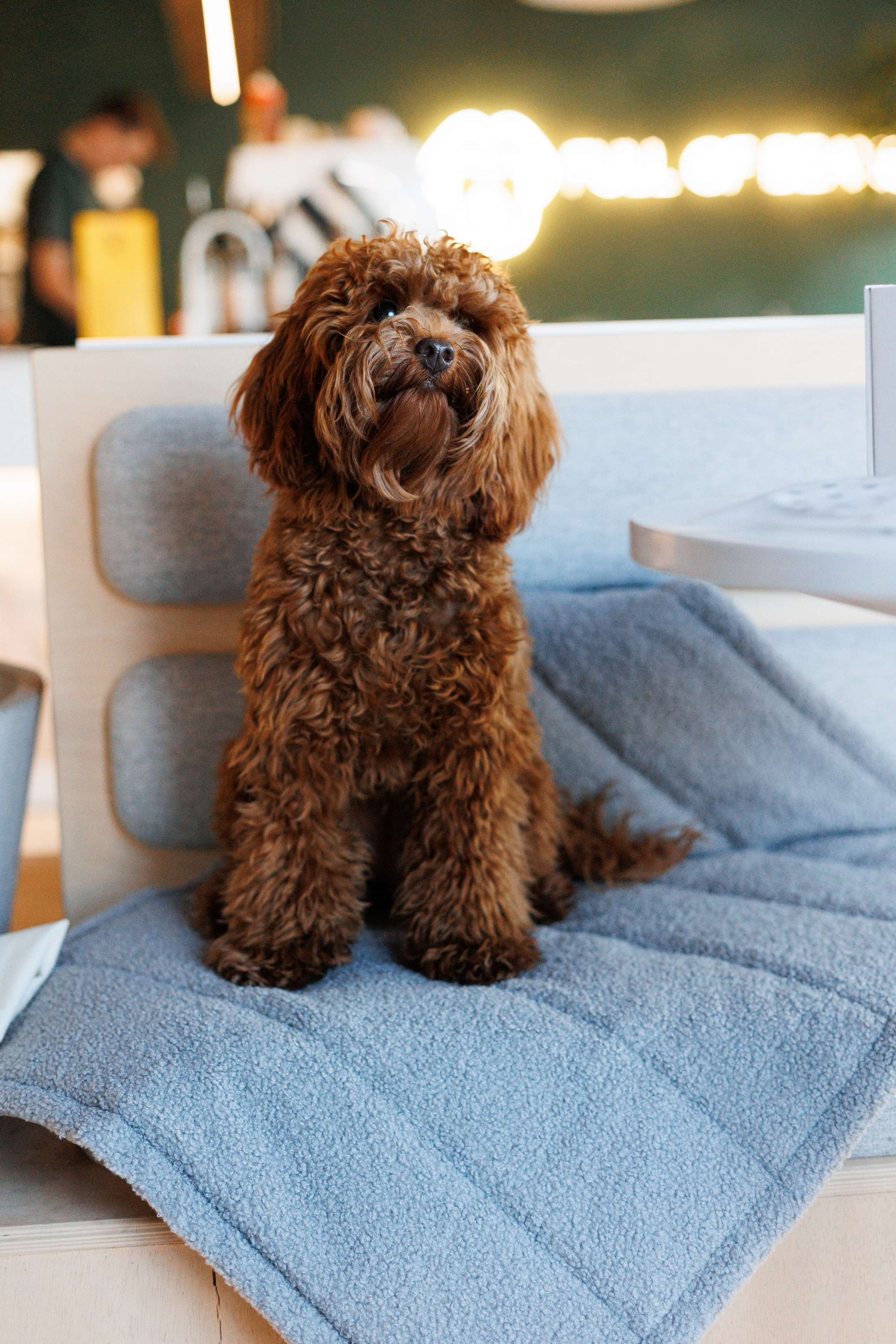 Bmbh городская. Фотограф анималист Кристина Карпова, Москва