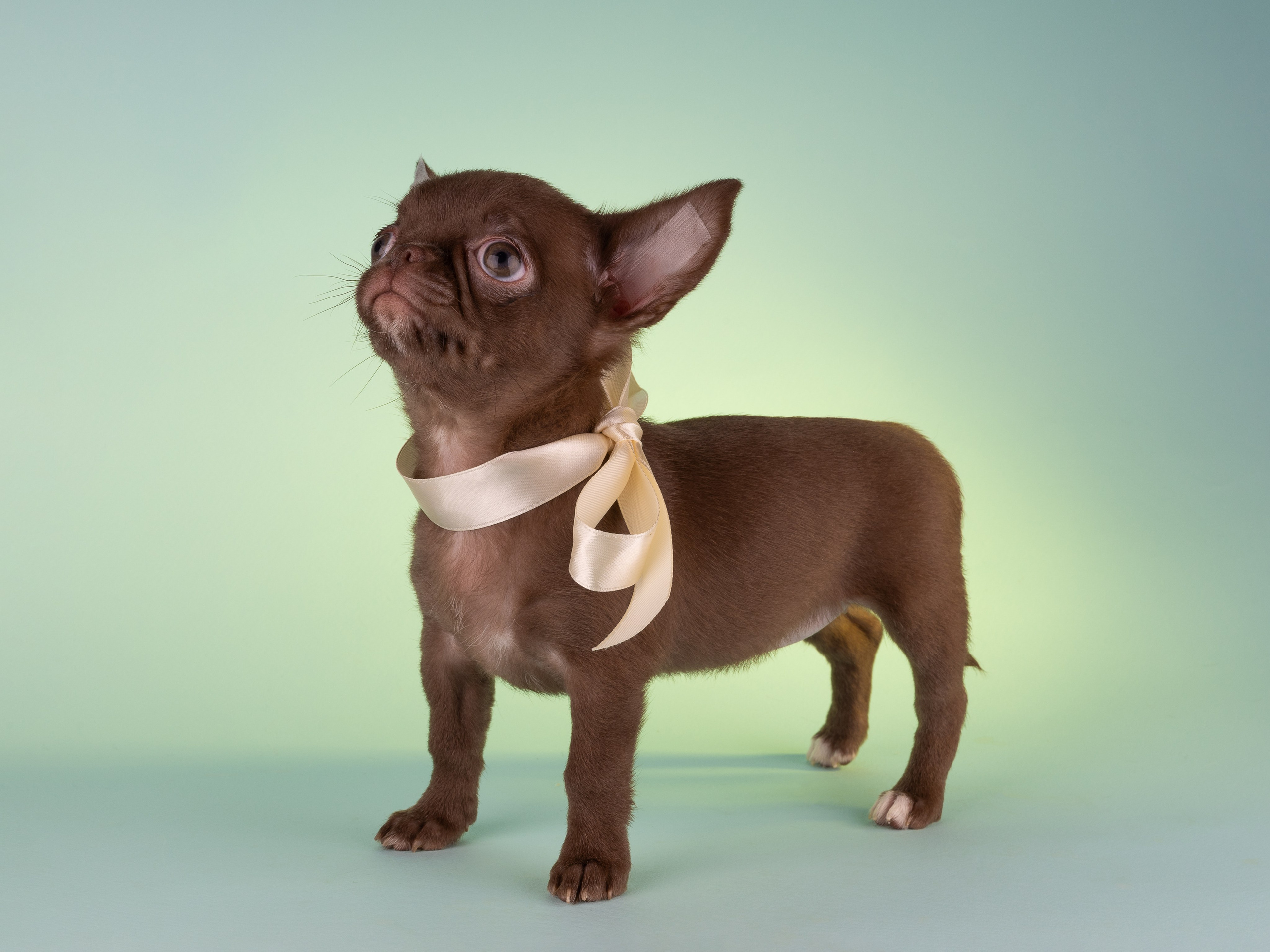 Чихуахуа (студия). Фотограф-анималист в Москве, МО и Владимире