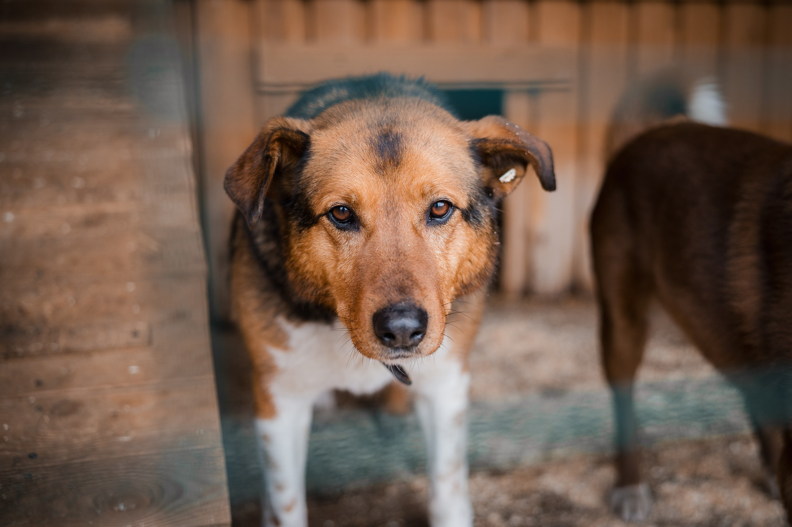 Джина. Улыбка собаки — спасение и пристройство бездомных собак