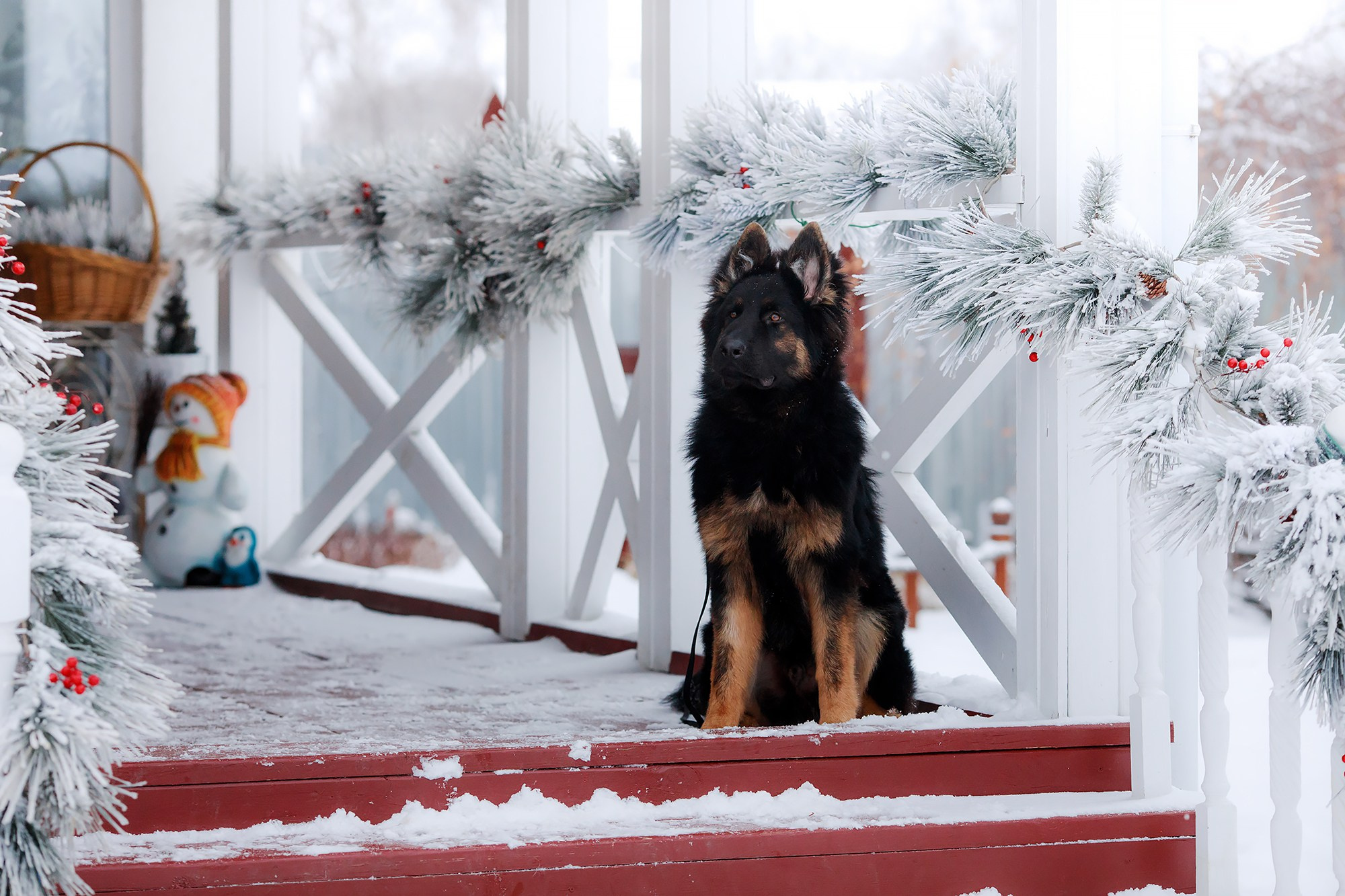 Зимние портреты. Фотограф-анималист Mary Mart — Москва, Питер