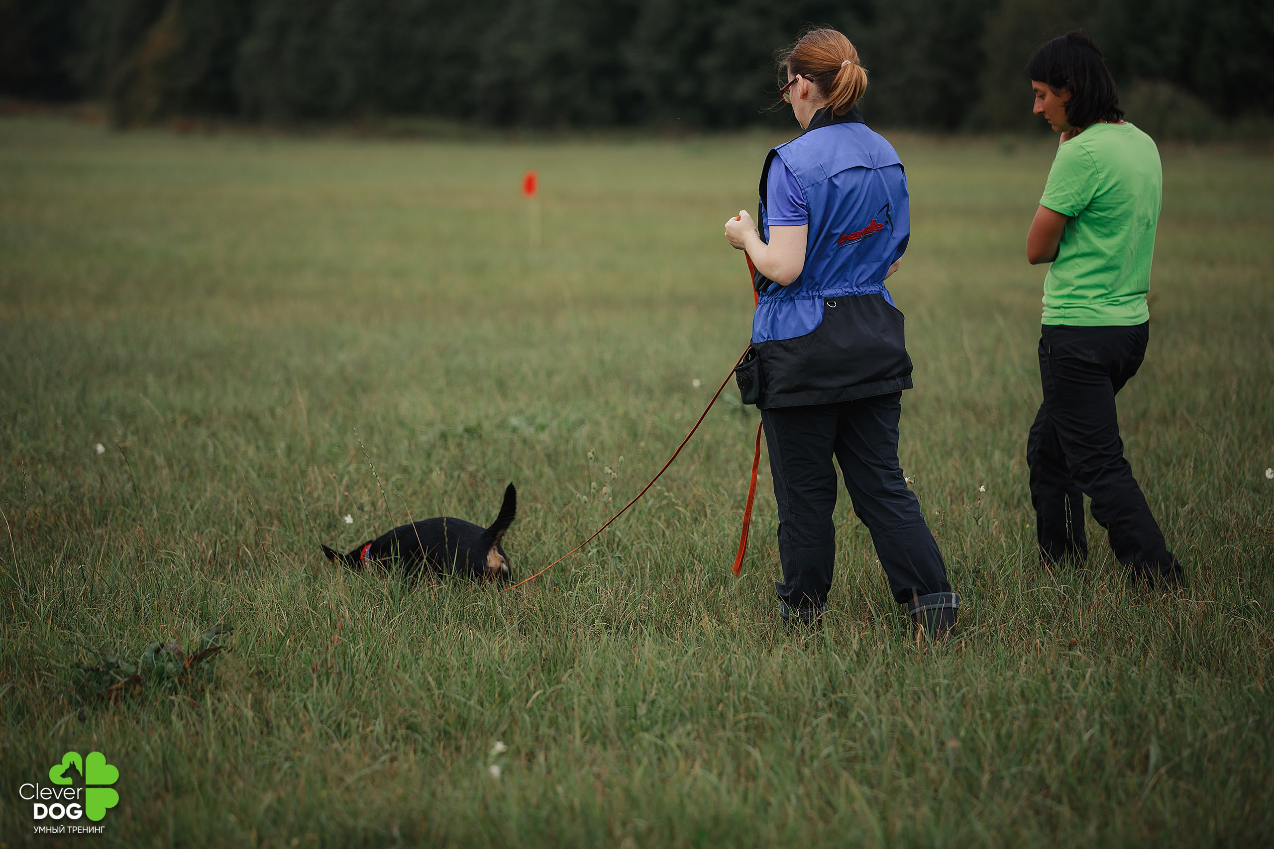 Кинологический лагерь CleverDog, 2024. Фотограф-анималист Mary Mart — Москва, Питер
