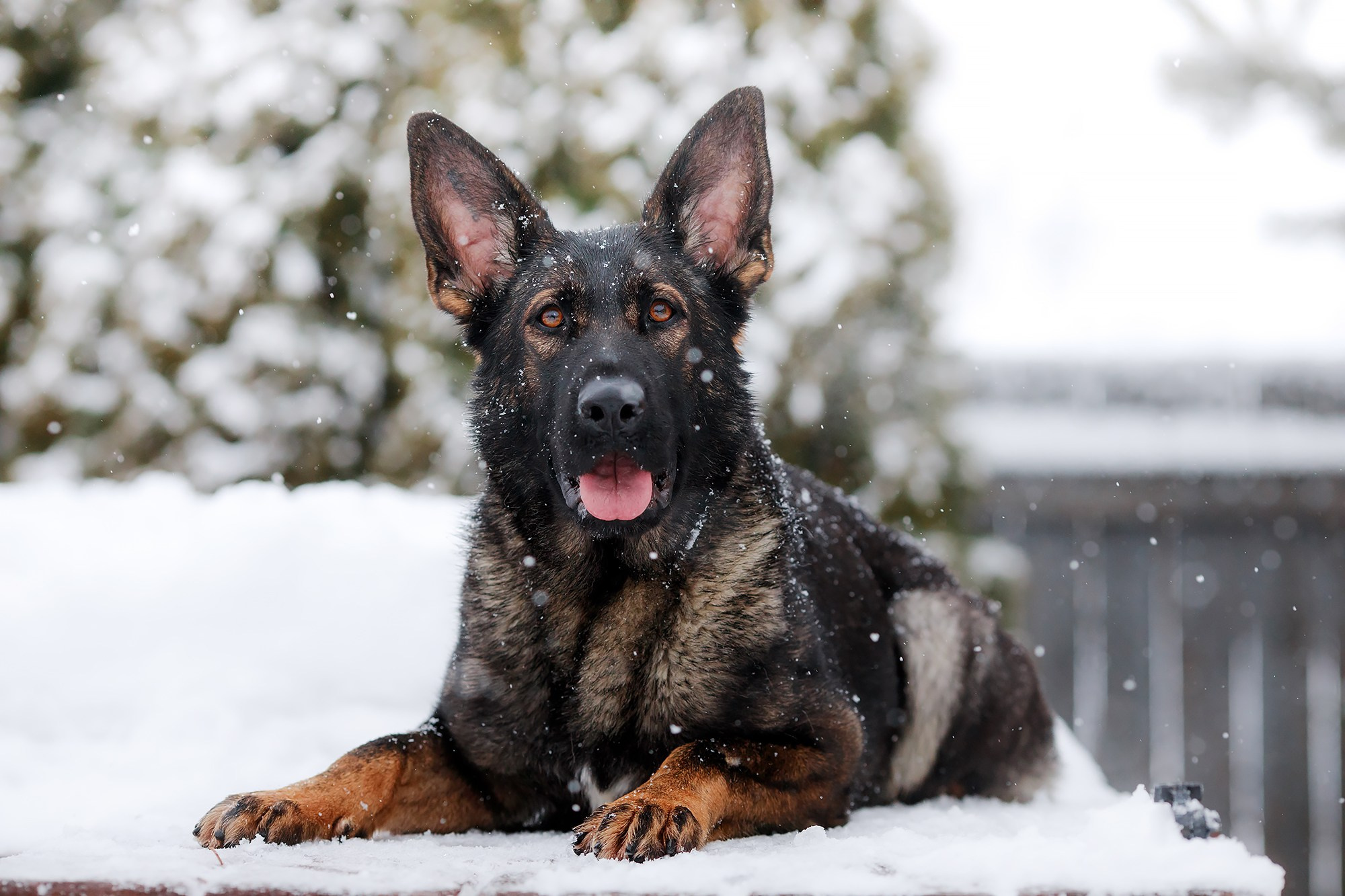 Зимние портреты. Фотограф-анималист Mary Mart — Москва, Питер